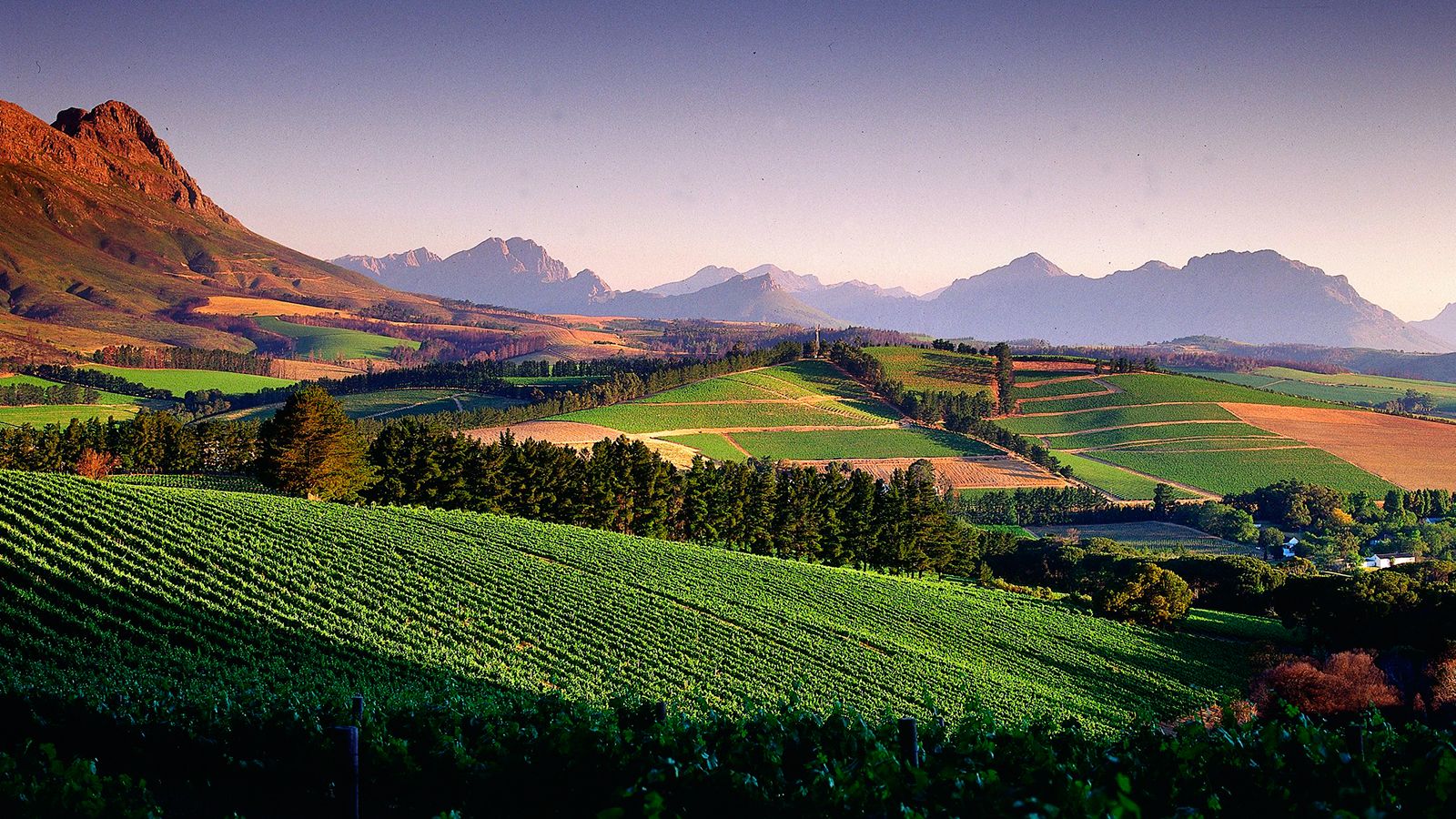 Su Birch on how Cabernet Franc is turning heads in South Africa