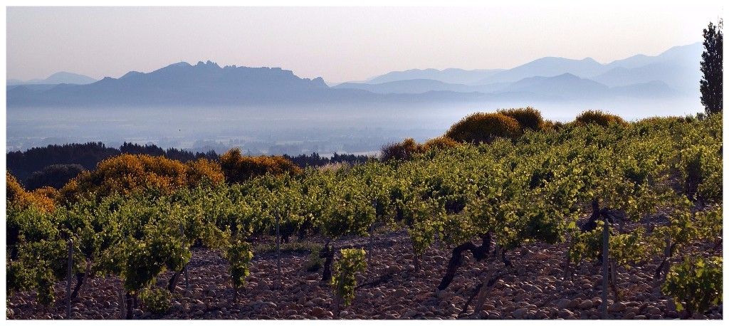 Ravishing Rhône: the first impressions of 2016 vintage