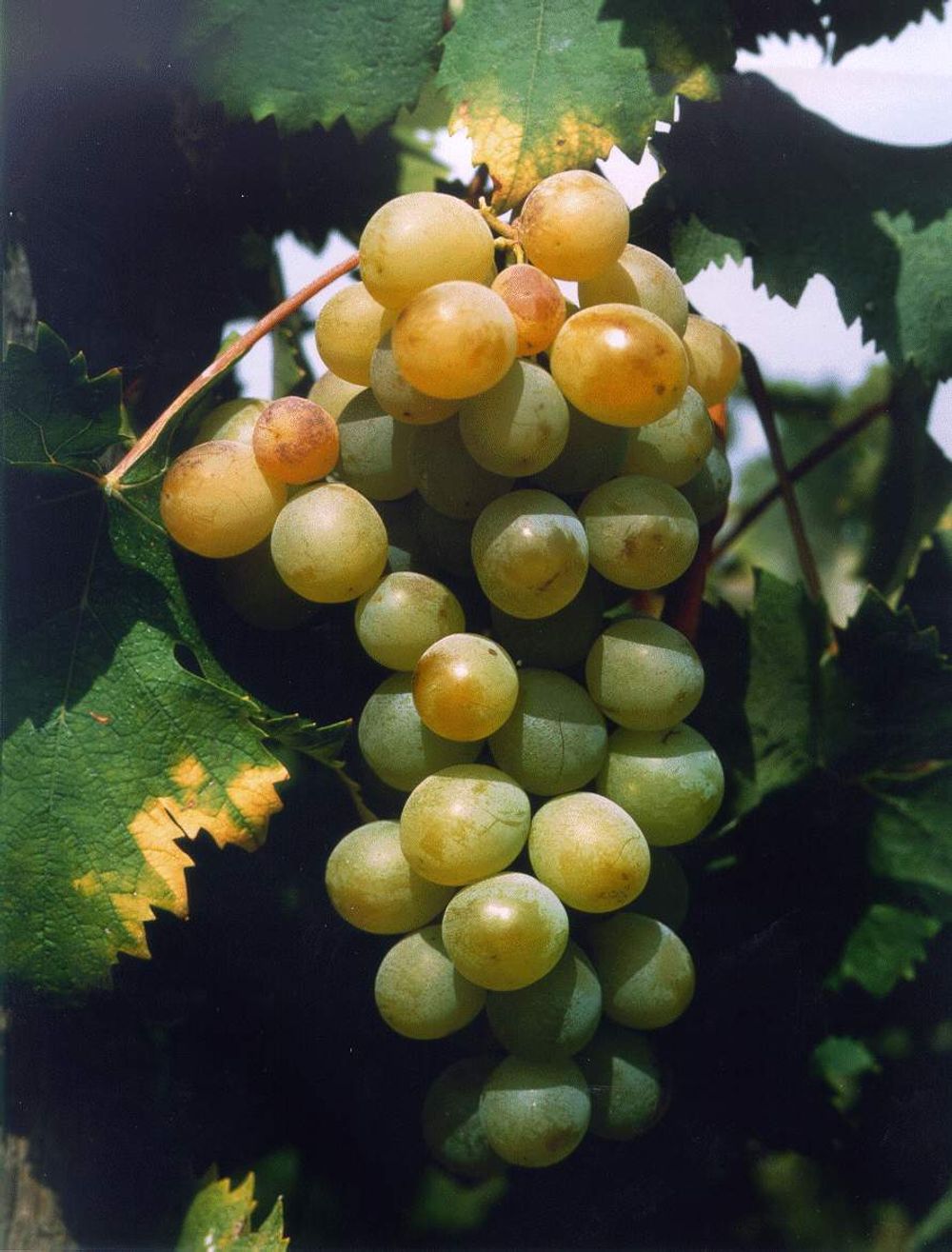 Moscatel de Setúbal