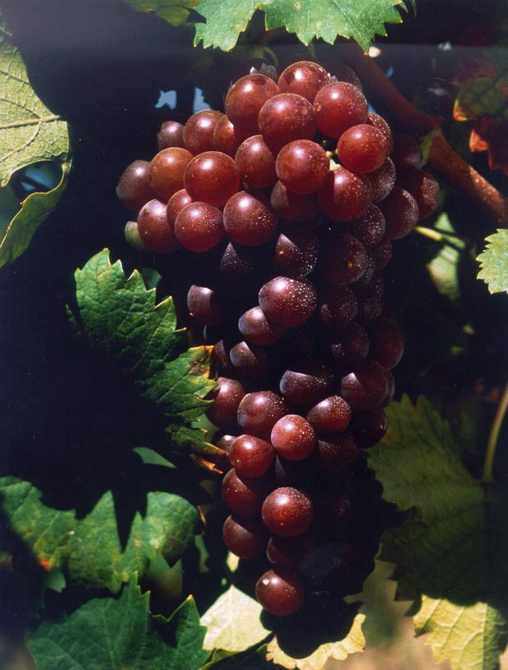 Moscatel de Setúbal