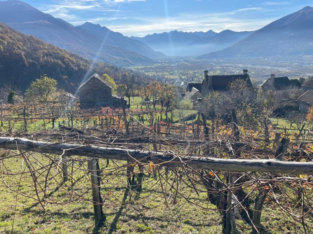 Why Nebbiolo Day is such a unique opportunity for UK wine  buyers