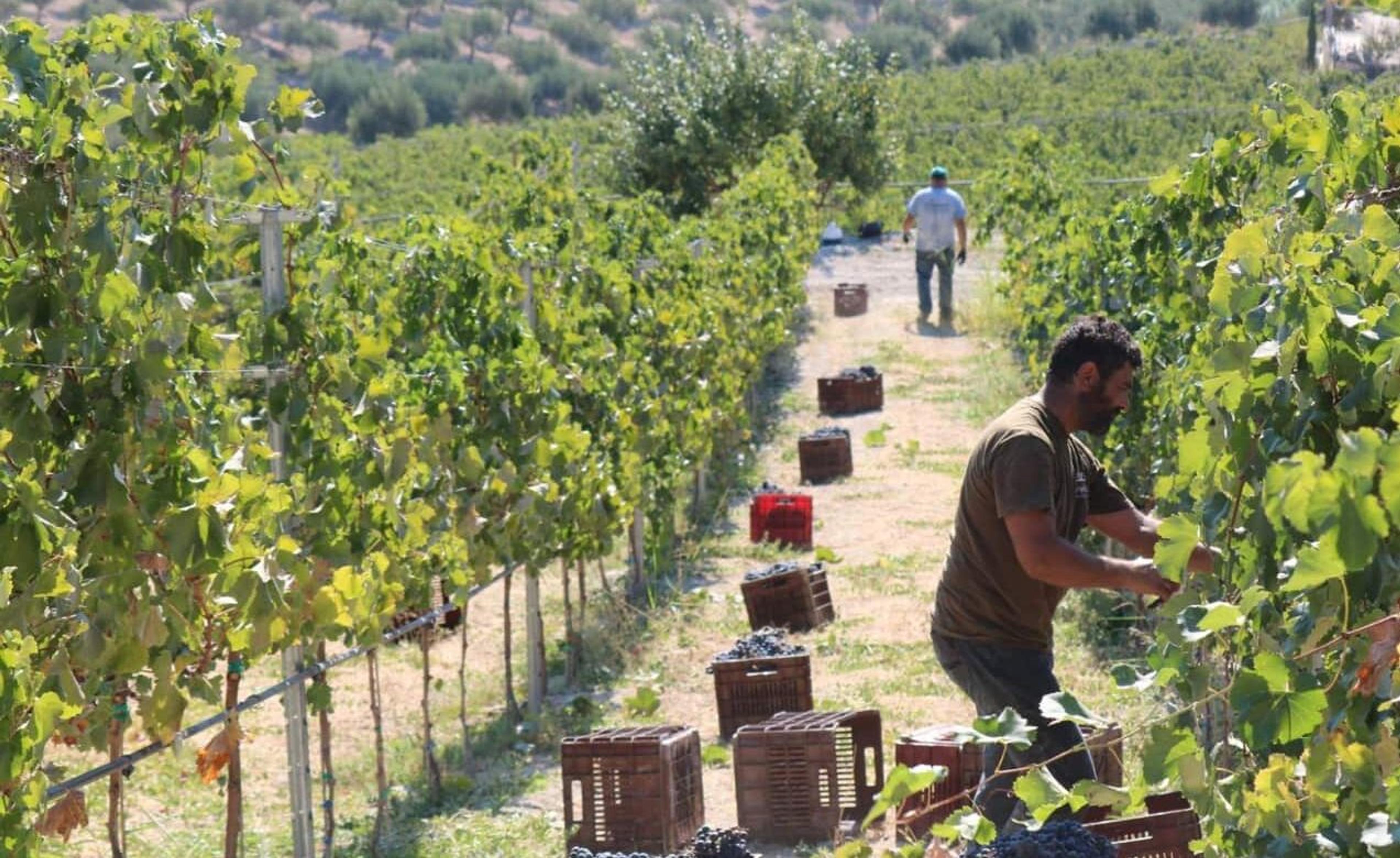 Why wines from Crete deserve the attention they are getting