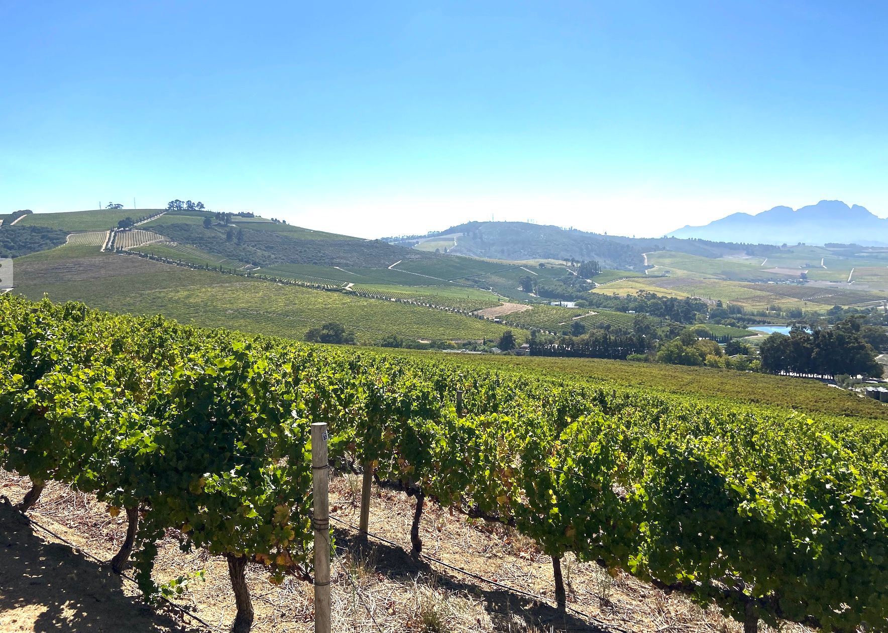 Stellenbosch Report: the region’s unique qualities & terroir