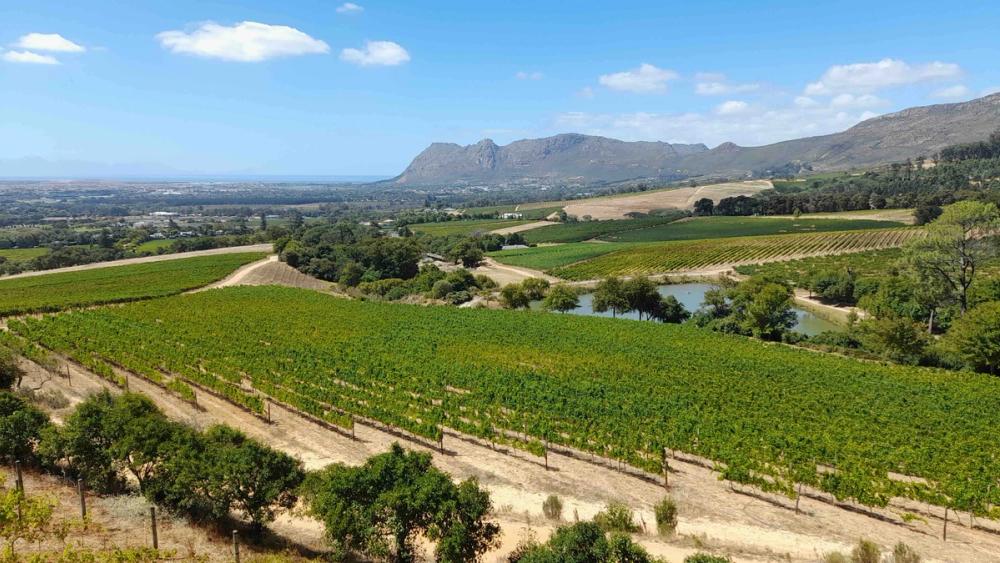Vin de Constance 2021