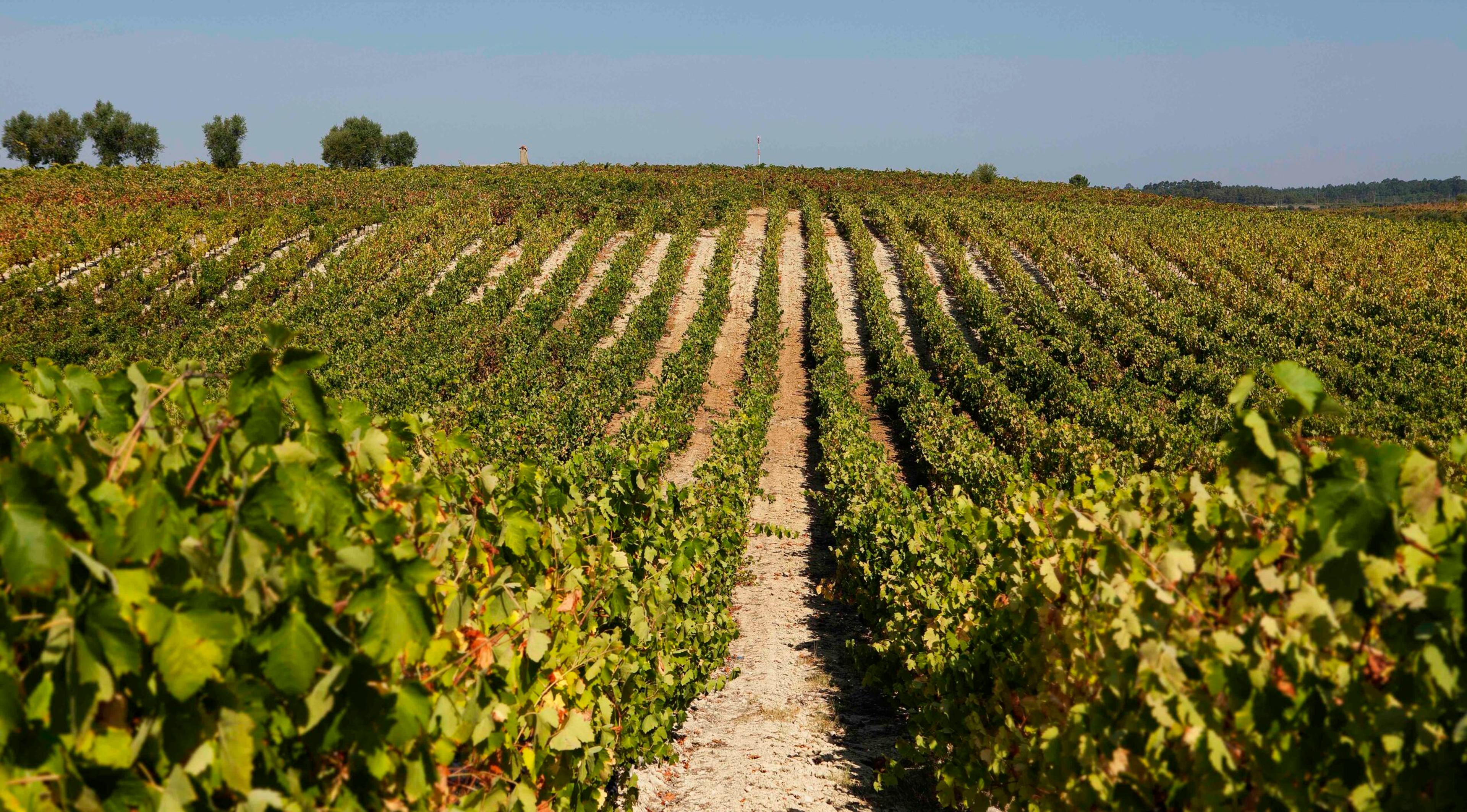 The Magnificent Seven: our pick of Bairrada producers for your list