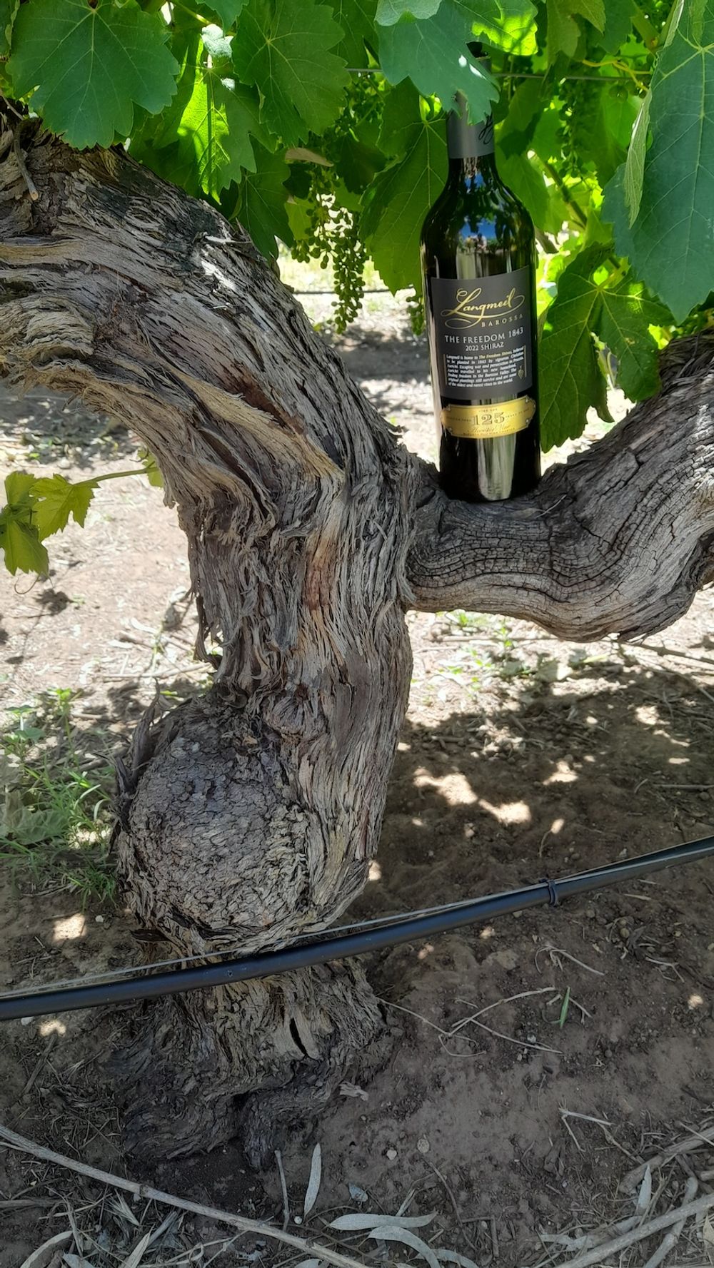 Sevenhill Cellars Wendouree Kalleske Charles Melton Kaesler Langmeil Alkina