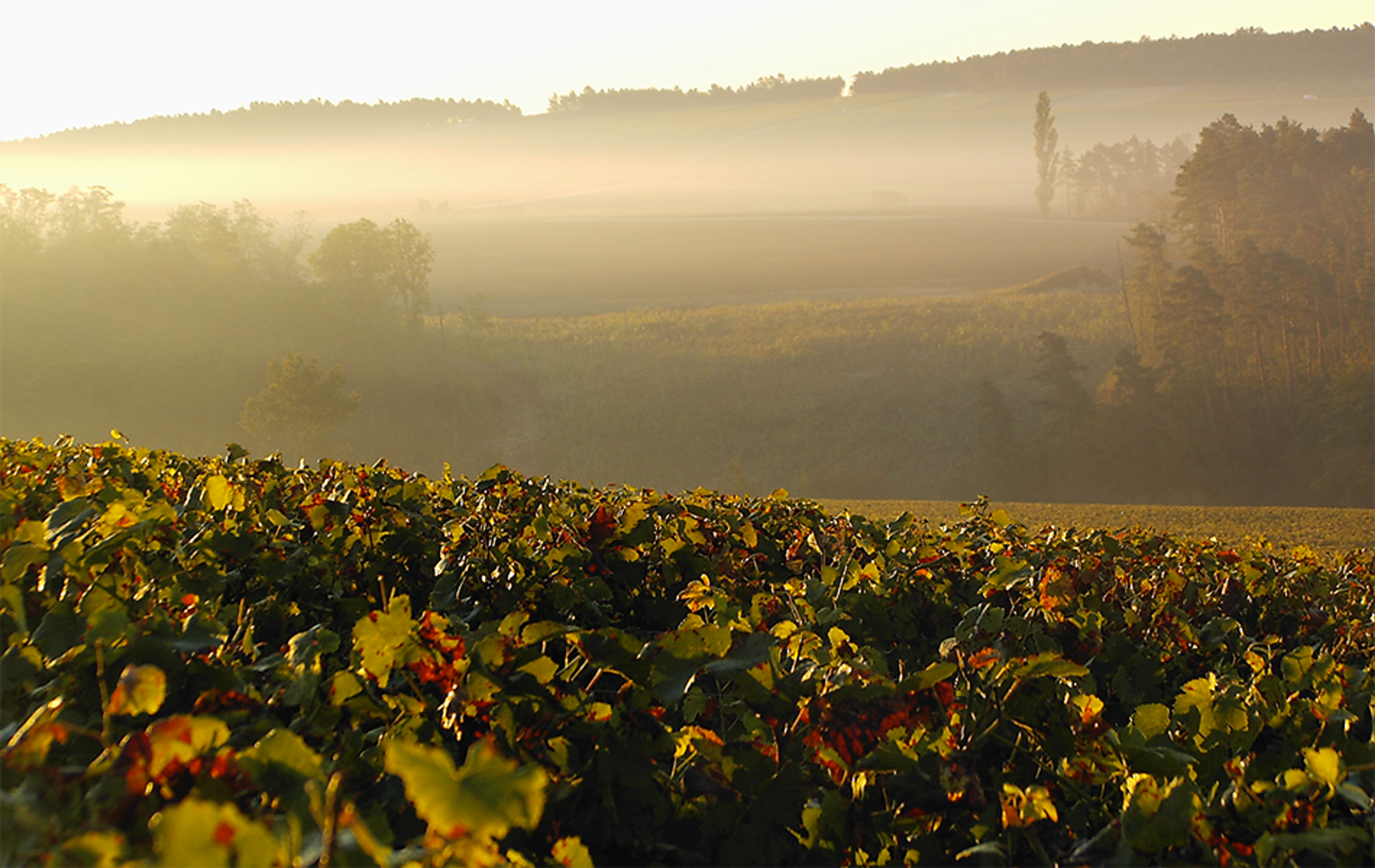 David Kermode: Diverse Grower Champagnes of Les Riceys