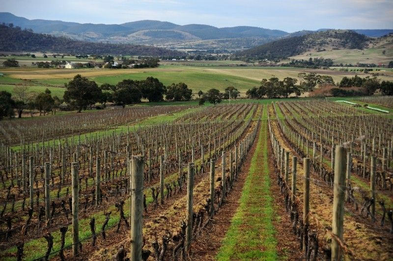 Why Tasmanian Pinot Noirs are wines with a real latitude