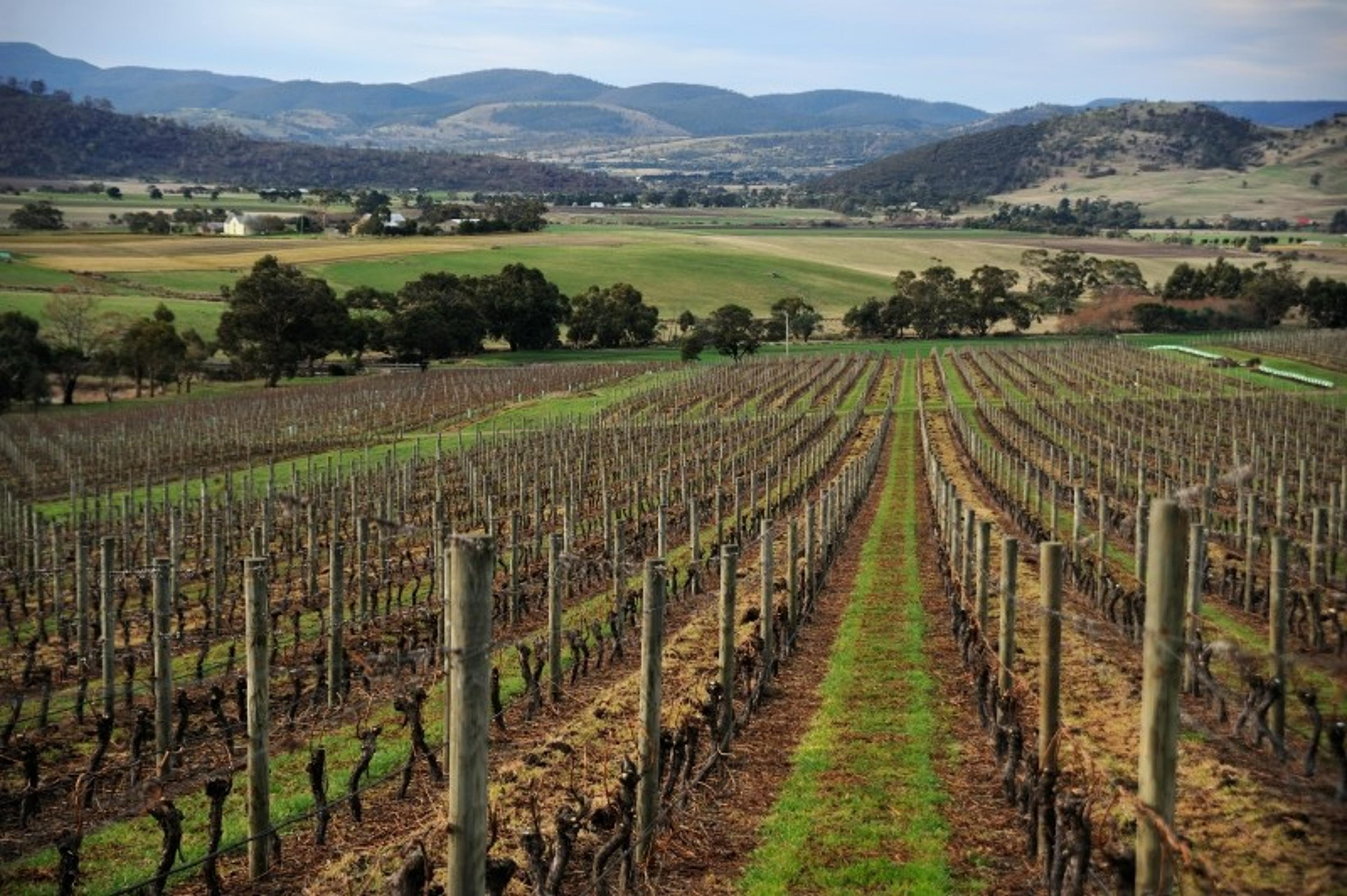 Why Tasmanian Pinot Noirs are wines with a real latitude