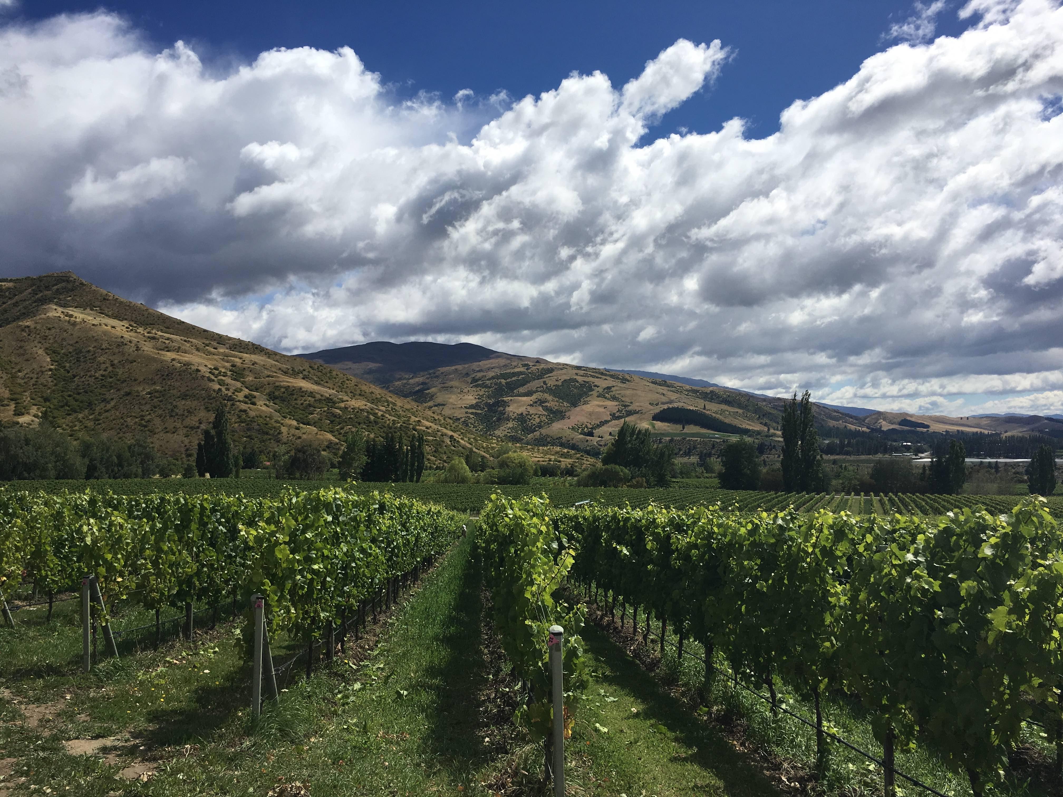 Does New Zealand stick with Sauv Blanc or twist with new varieties?