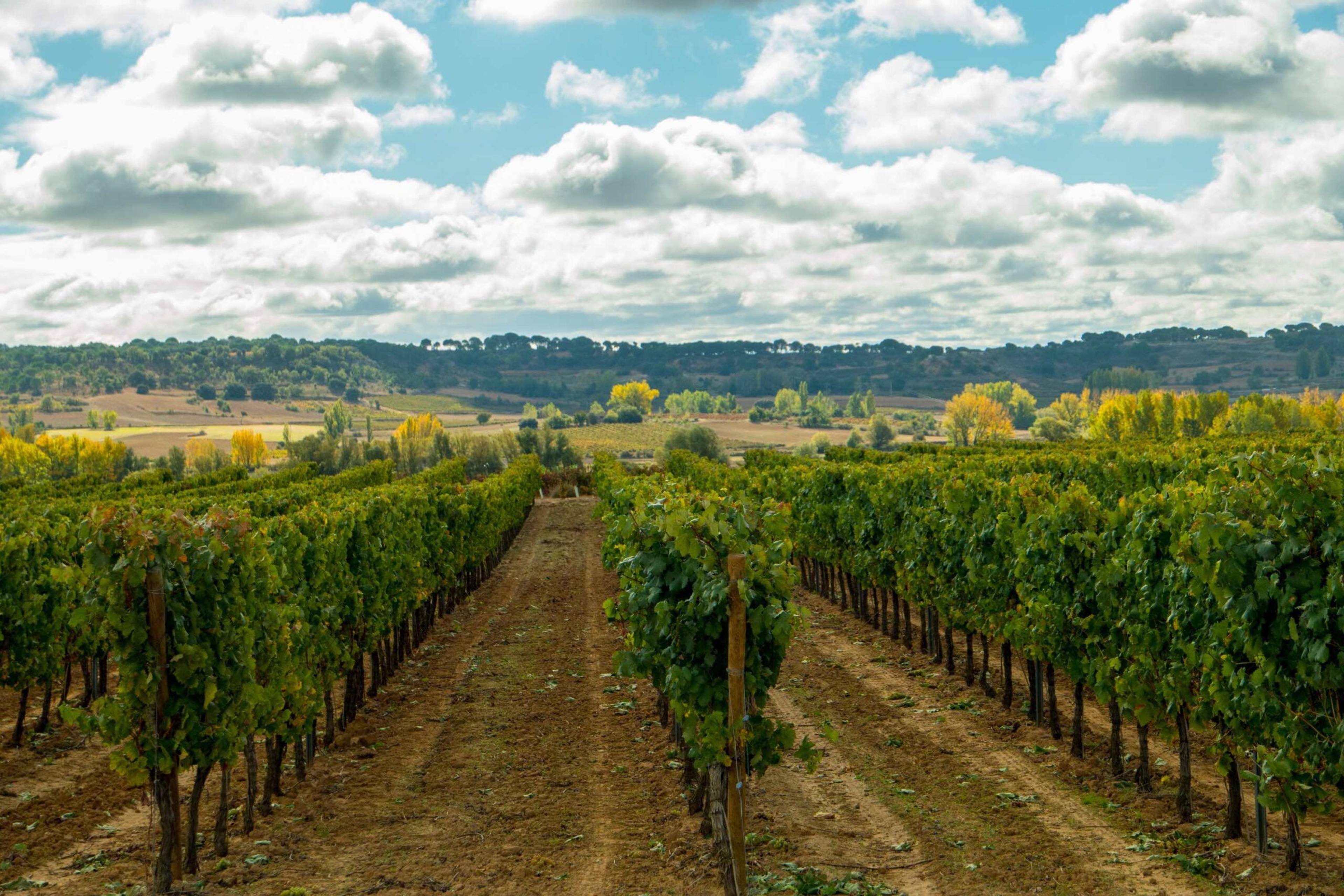 Ribera del Duero campaign for wineries seeking distribution
