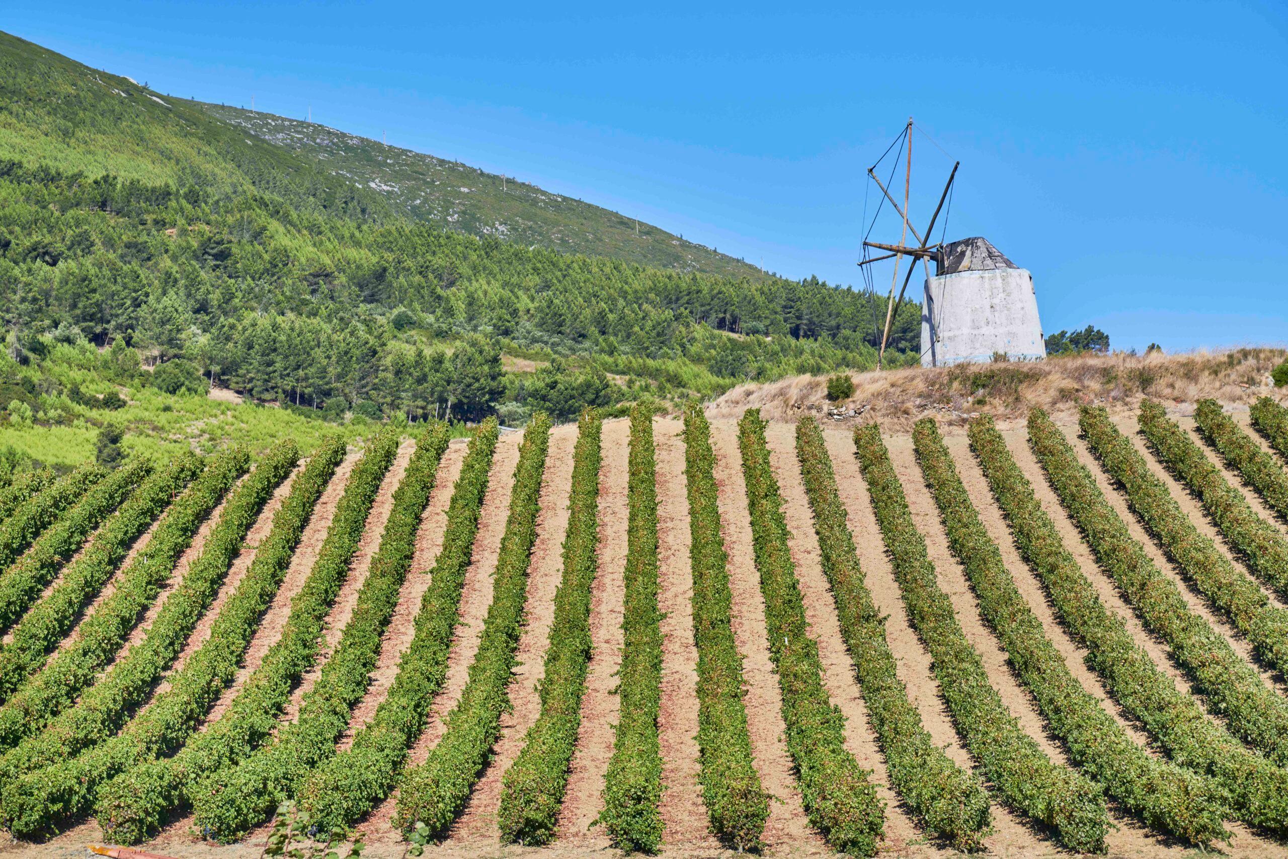 Vinhos de Lisboa – the irrefutable charm of the wines of Lisbon