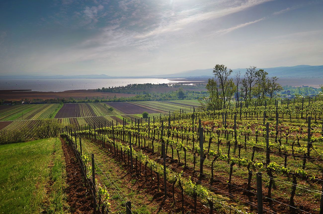 Robert Mason on the 10 year story of Austria’s Neusiedlersee DAC