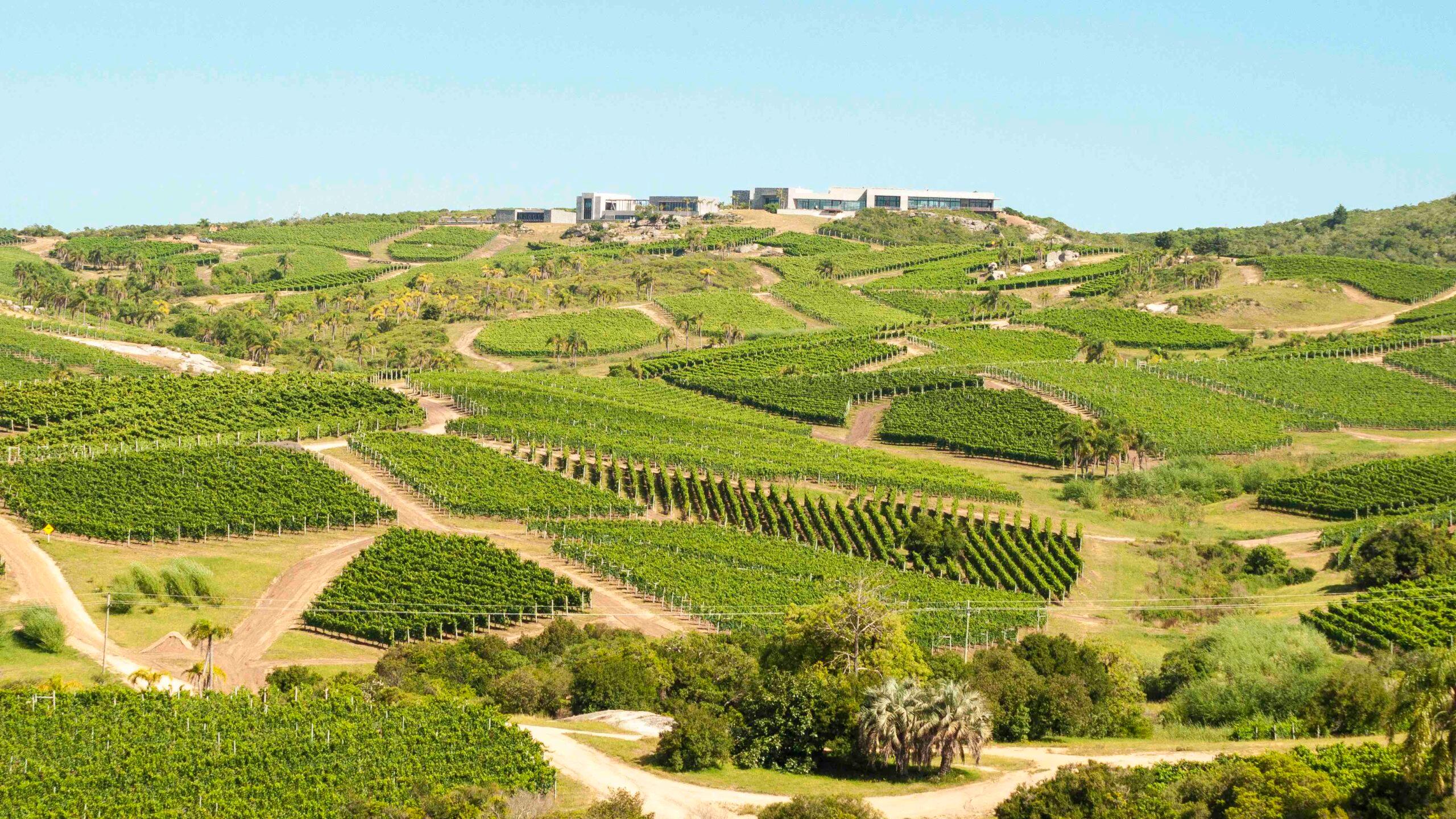 Amanda Barnes: why Uruguayan Albariño deserves our attention