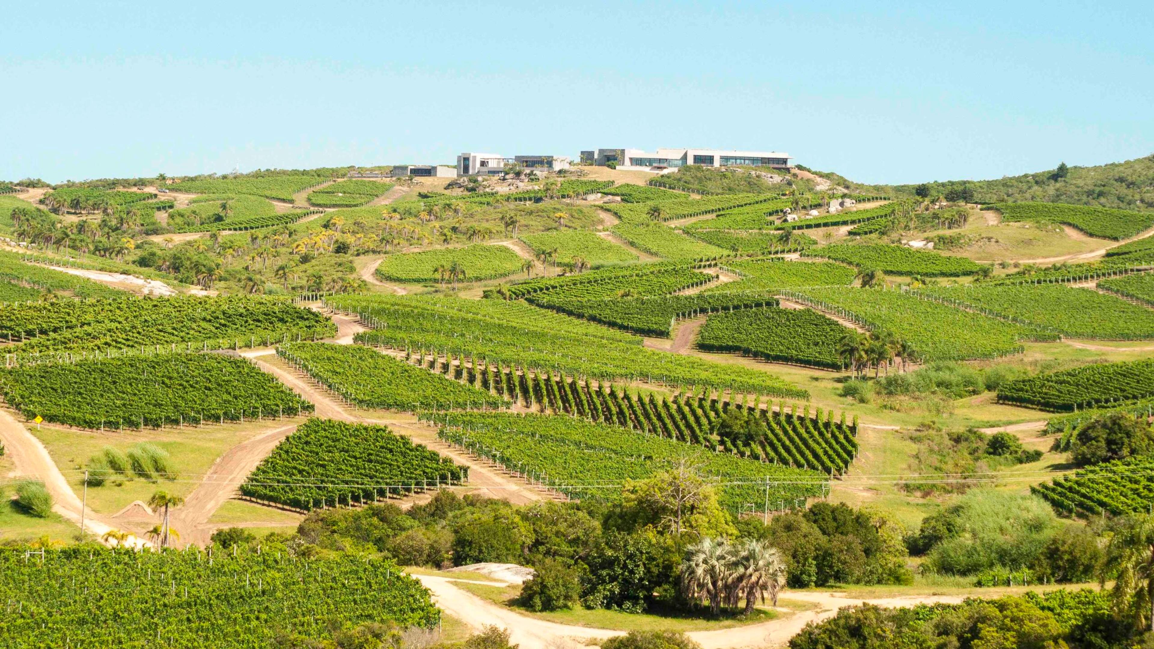 Amanda Barnes: why Uruguayan Albariño deserves our attention