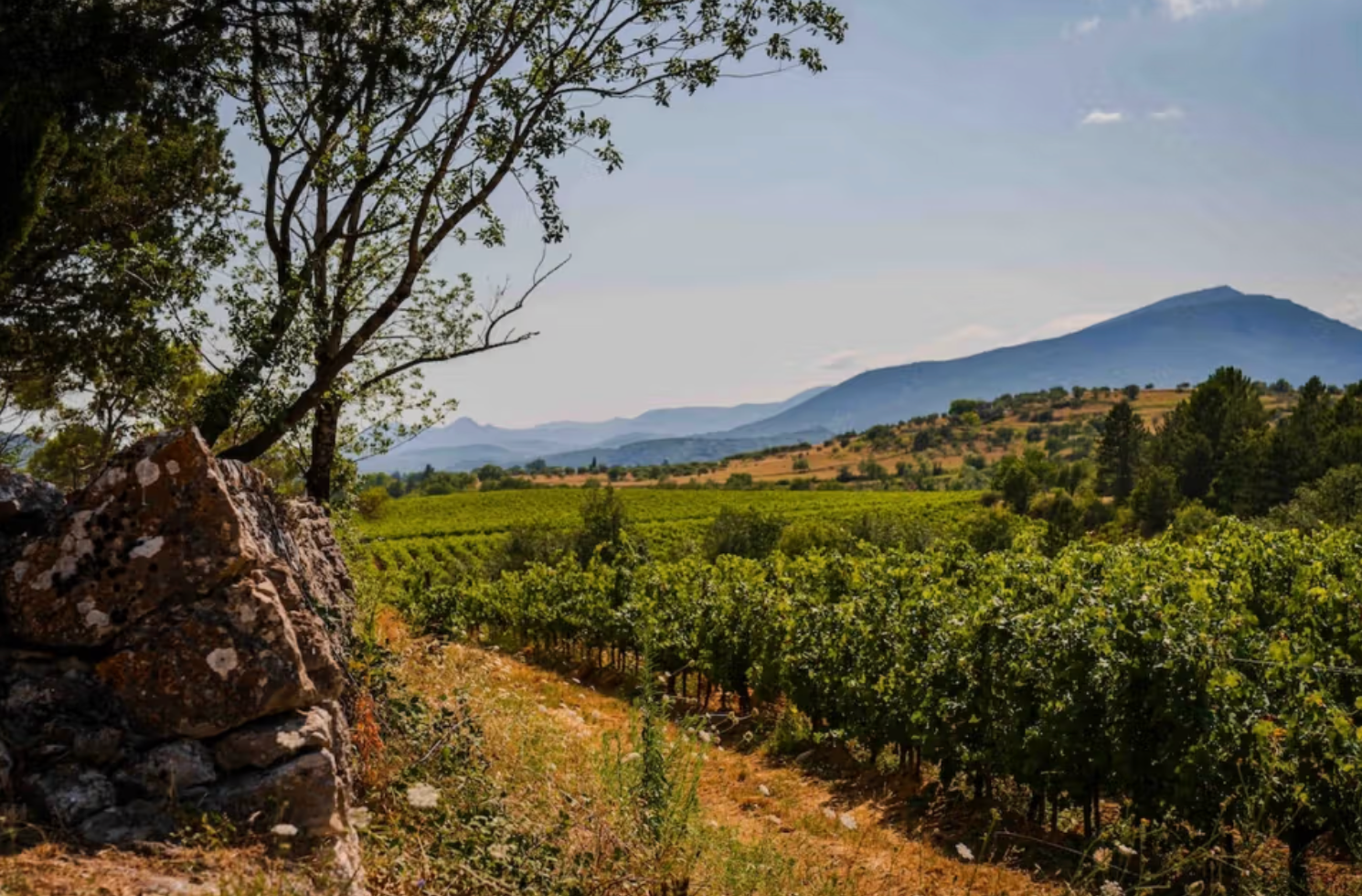 The Buyer | UK wine buyers on why the Pays dOc IGP is gift that keeps on giving