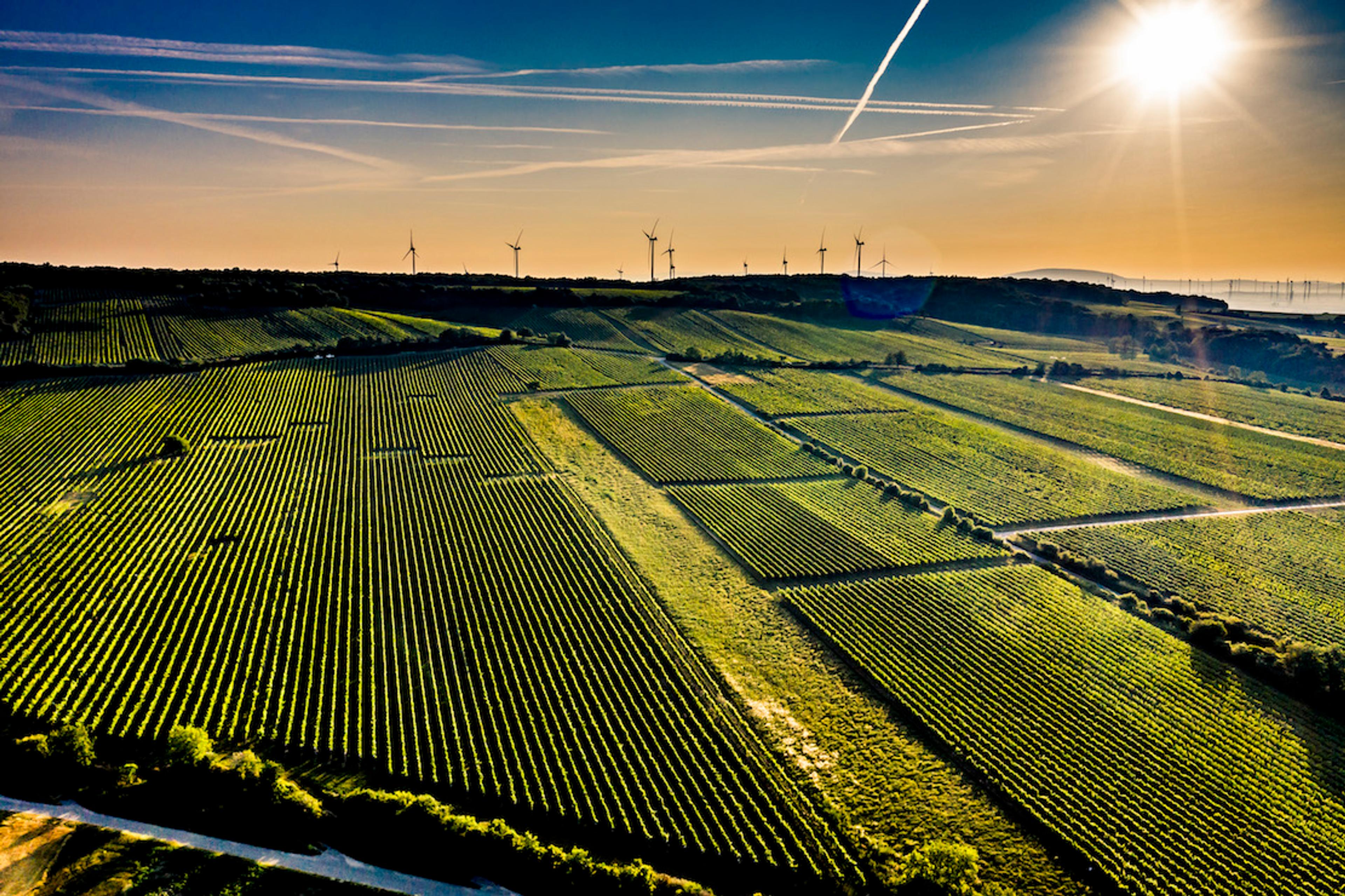 Explore Carnuntum delivers an insight into Austrian wine