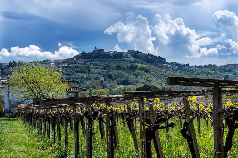 Pecorino