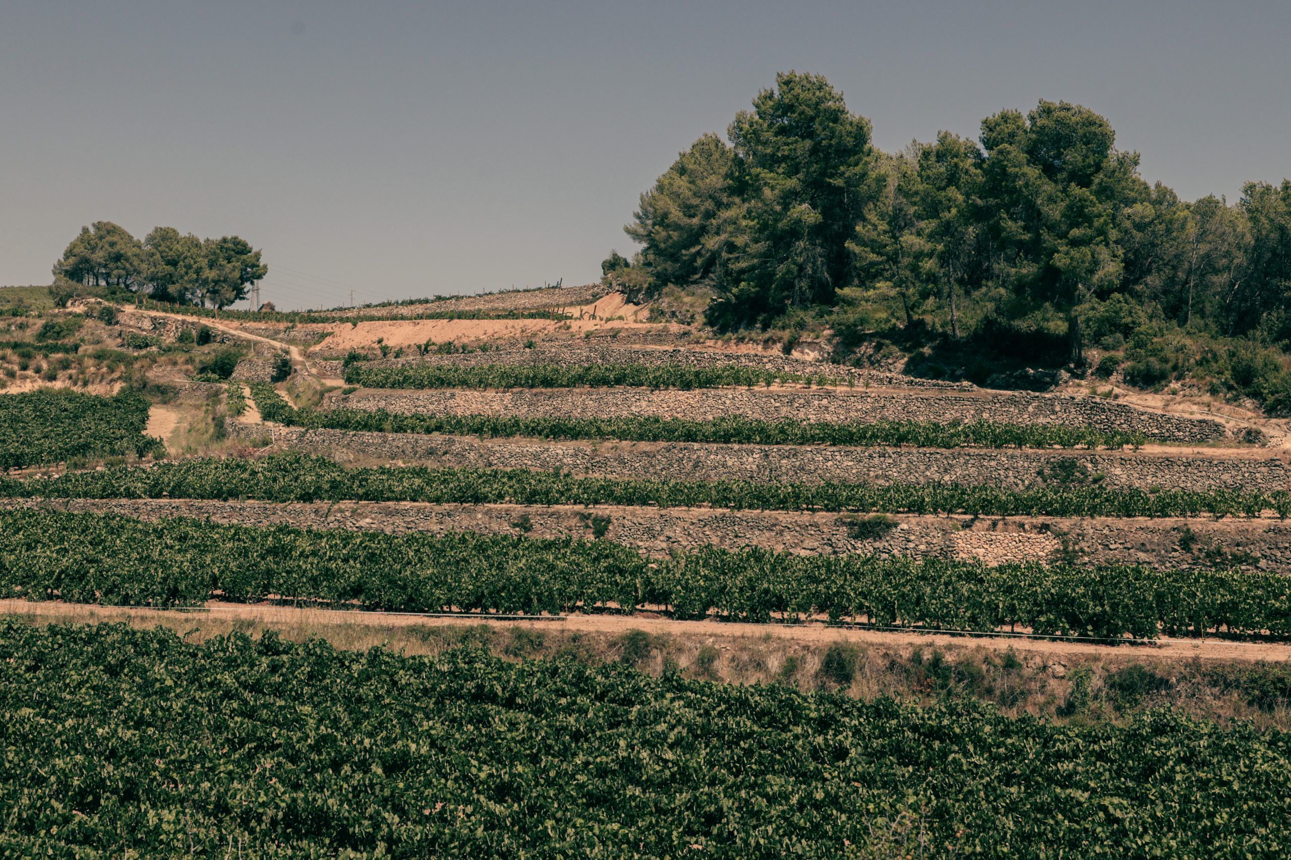 Why sommeliers need to take heed of the still wines of Penedès