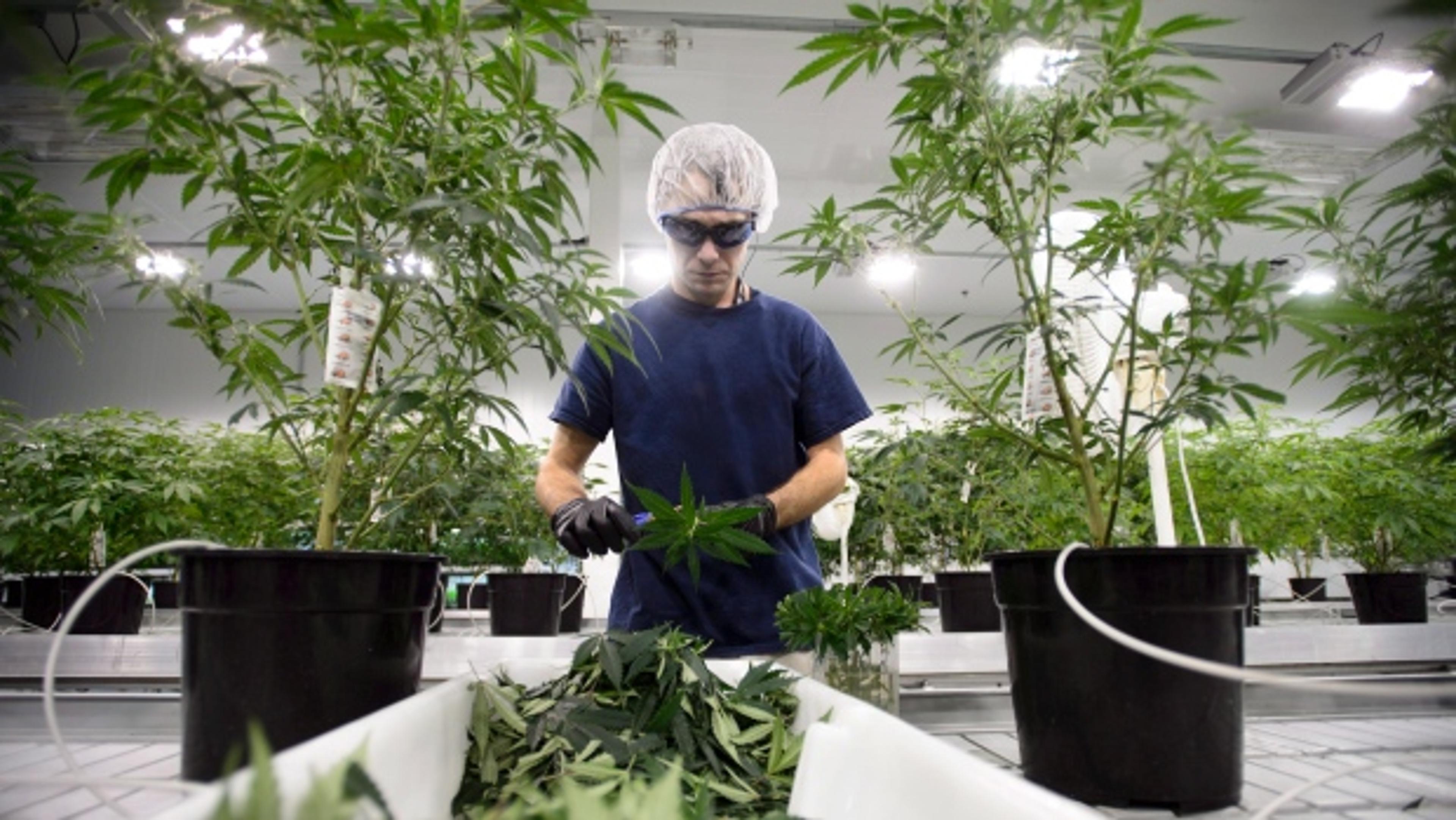 The rise of cannabis: what the drinks industry needs to know