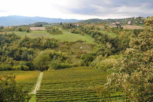 Why Dolcetto is one of Italy’s most underrated varieties