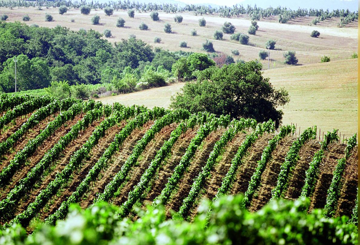 How Tenuta Sette Ponti is joining Tuscany’s top tier of estates