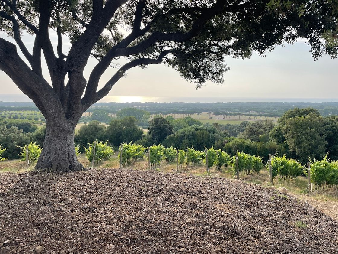 How Tenuta Argentiera has earned its billing in Bolgheri DOC