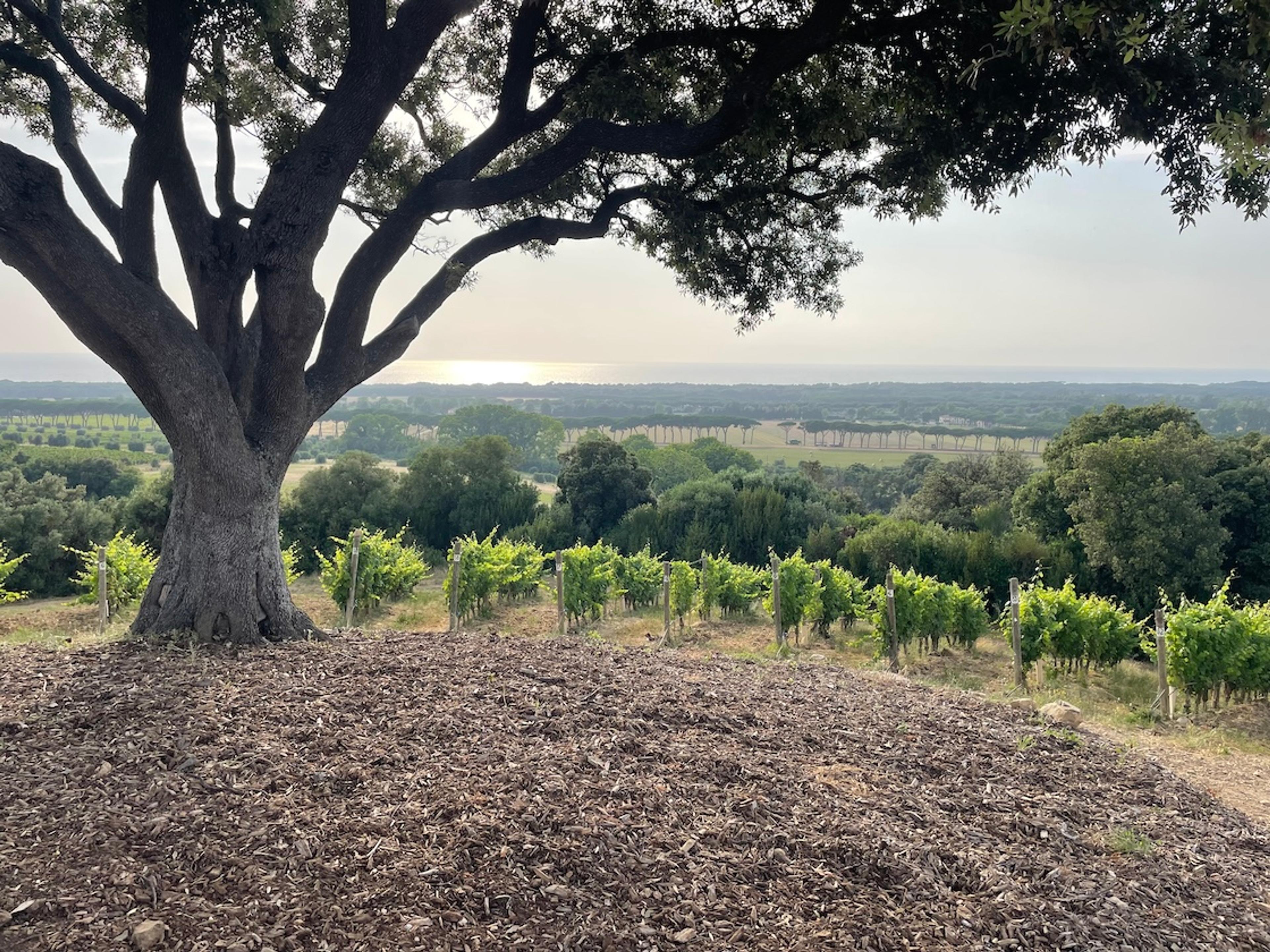 How Tenuta Argentiera has earned its billing in Bolgheri DOC