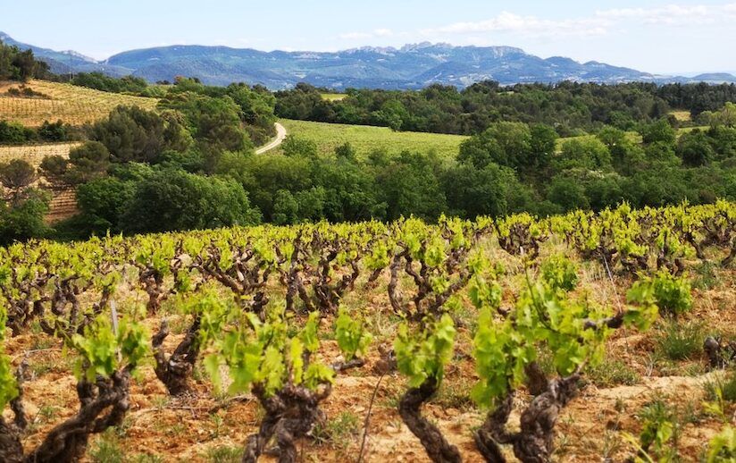 Getting to know  Rhône’s contrasting Lirac and Rasteau