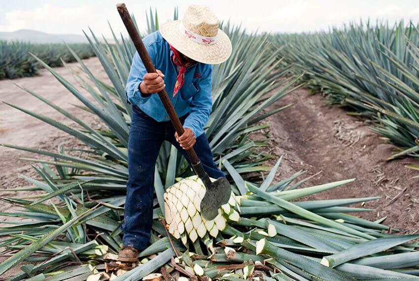 YesMore’s Dan Hooper: Is the US tequila boom coming to the UK?