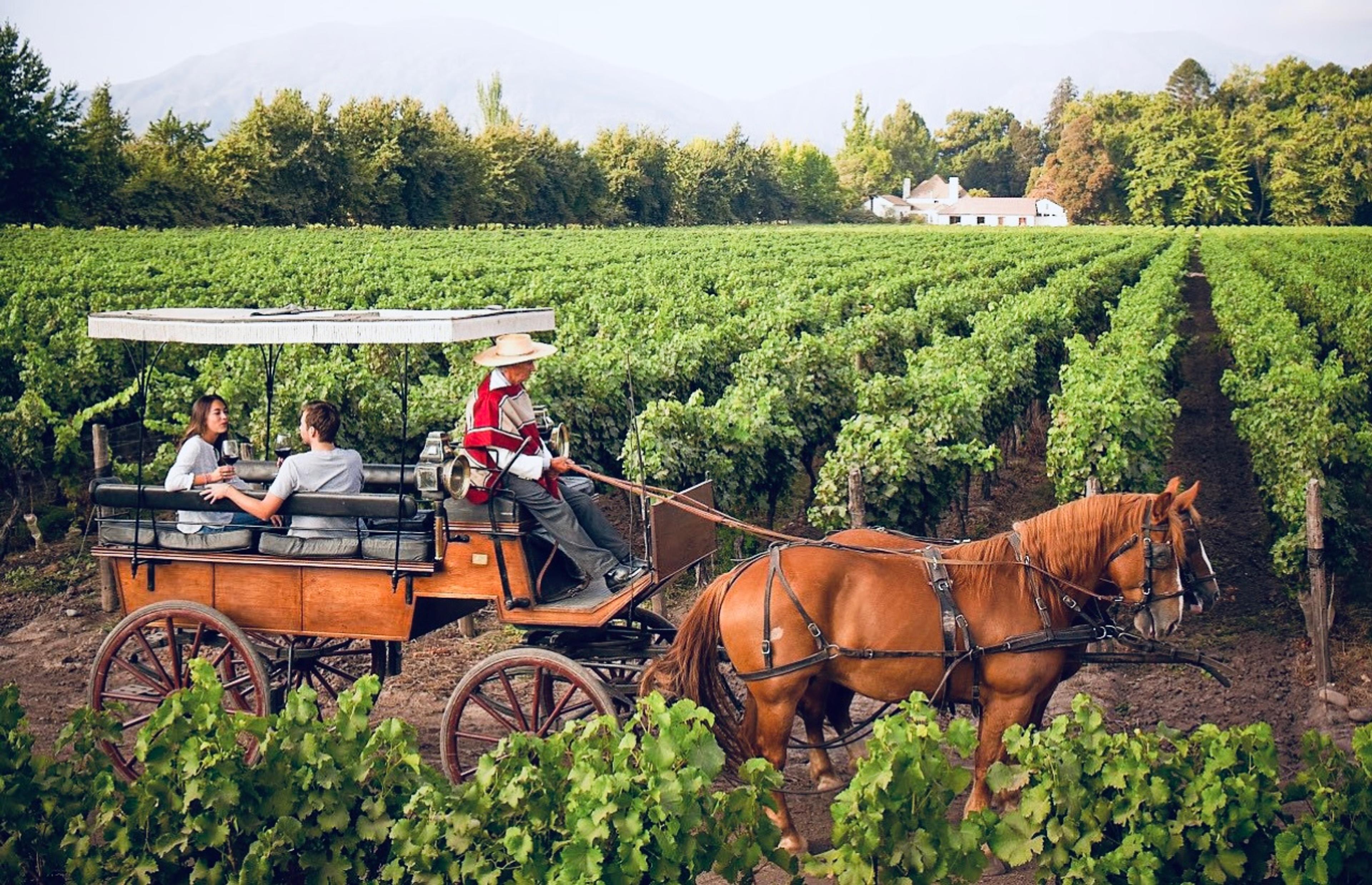 Lisse Garnett: ViuManent and getting Chilean Malbec on the map
