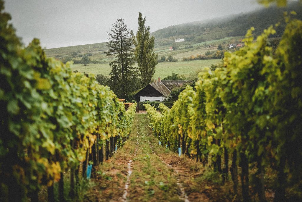 Understanding Tokaj terroirs through the wines of Harsányi