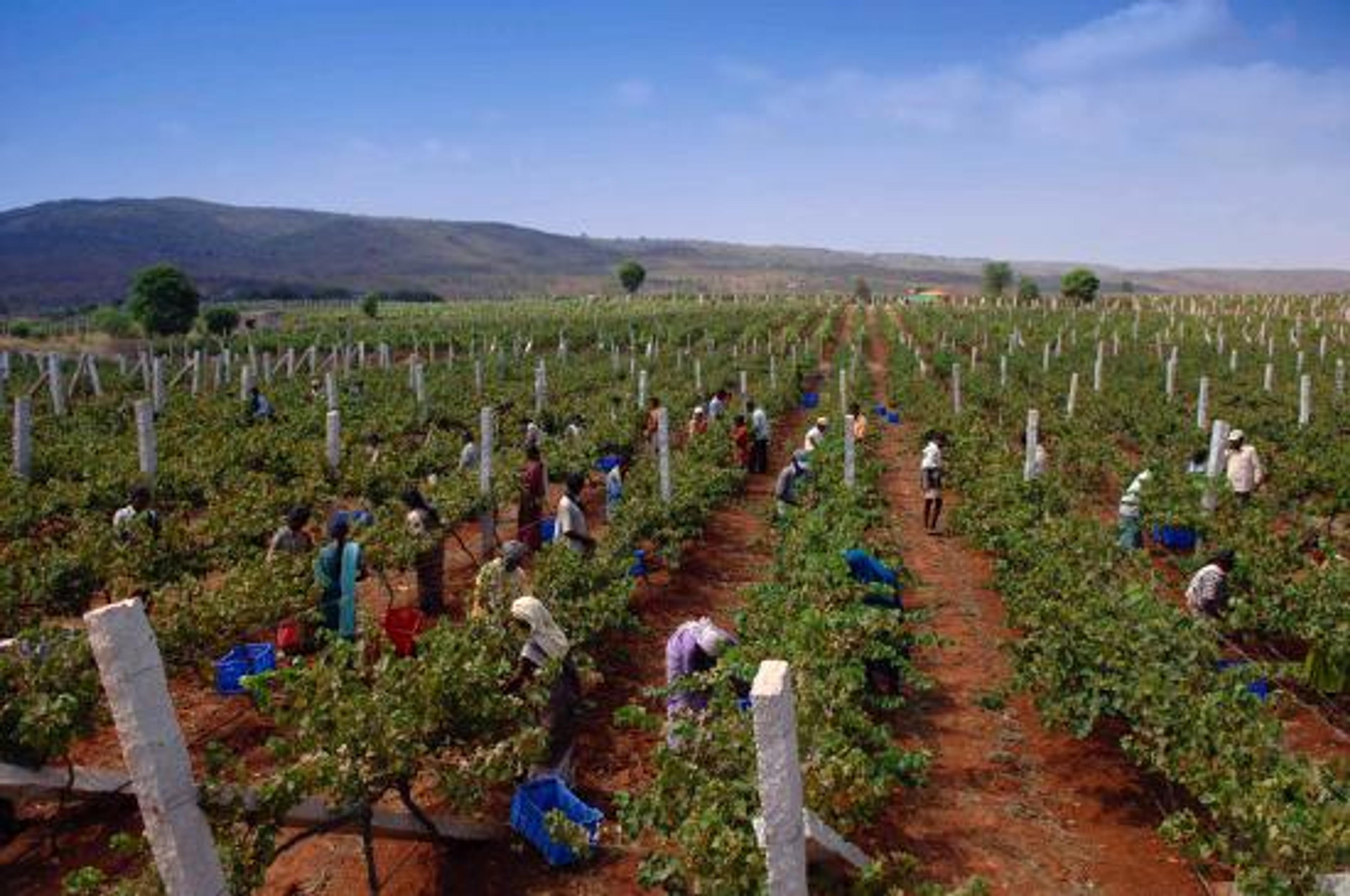 New and old shine in IWSC’s Southern Hemisphere awards