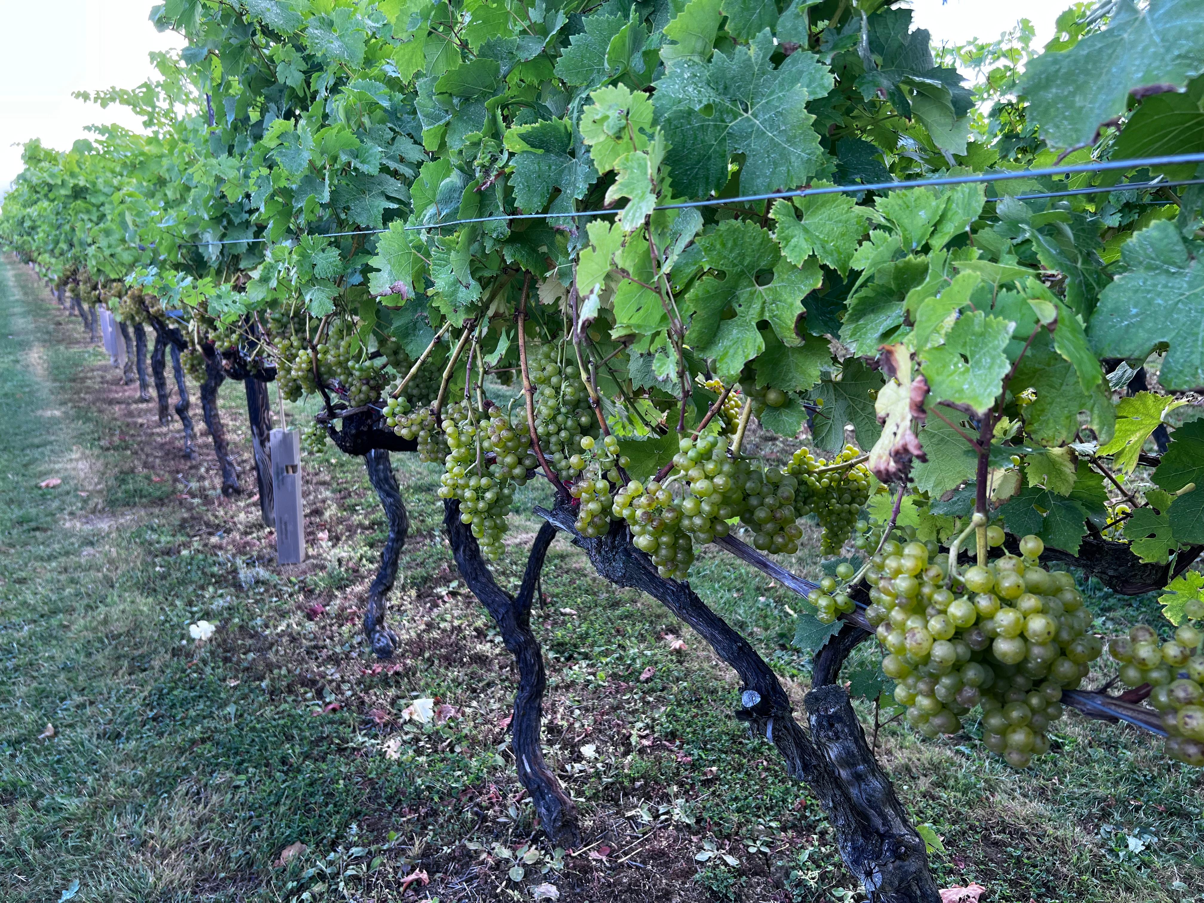 Something 'wicked' this way comes: Kent's 2025 harvest special report