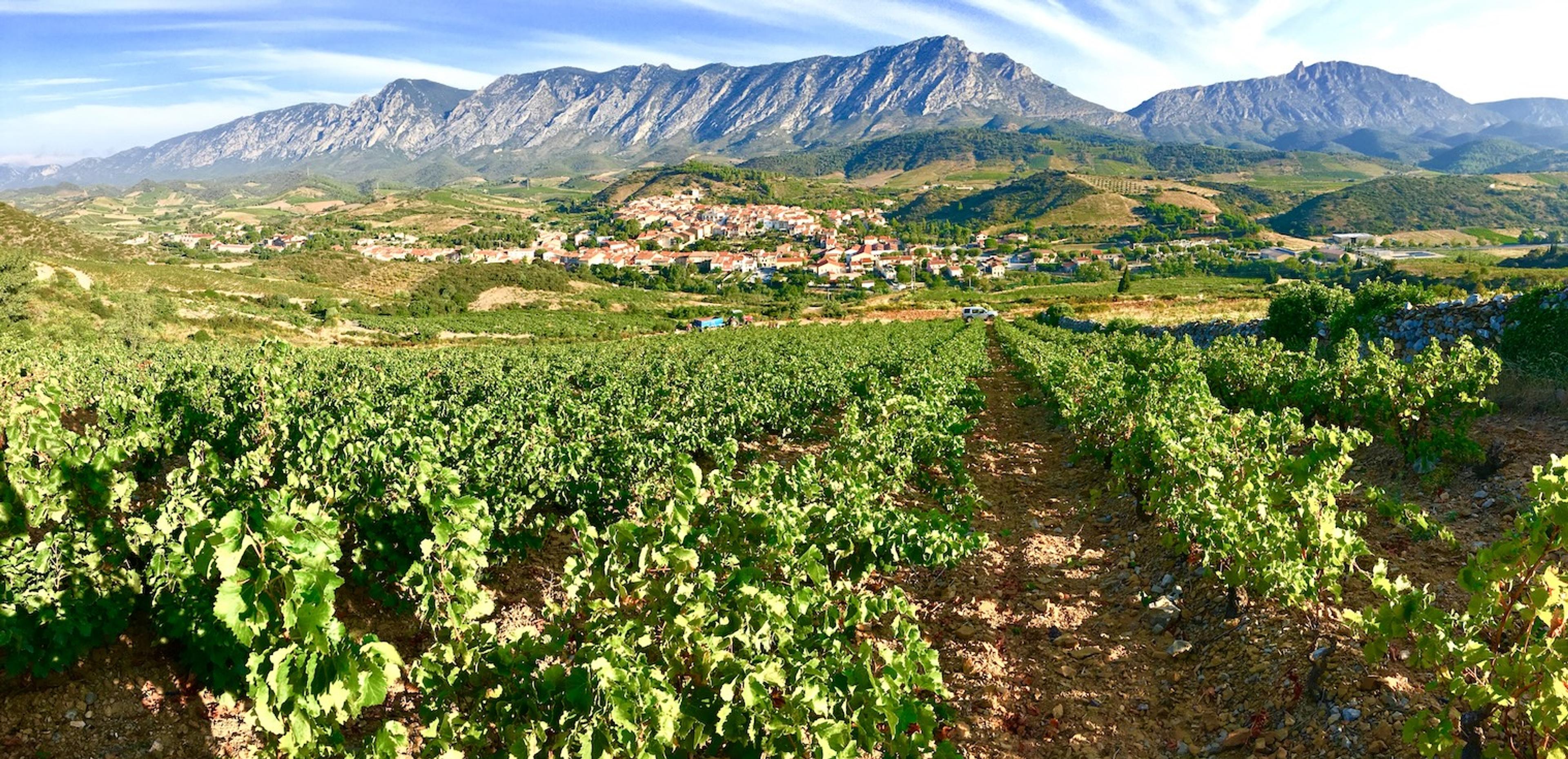 Jason Millar: the unique strengths of the white wines of Roussillon