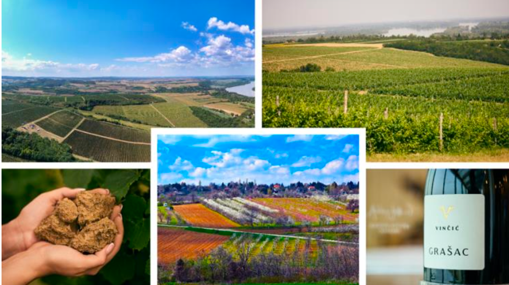 Come and discover the wines of Serbia's Vojvodina wine region 