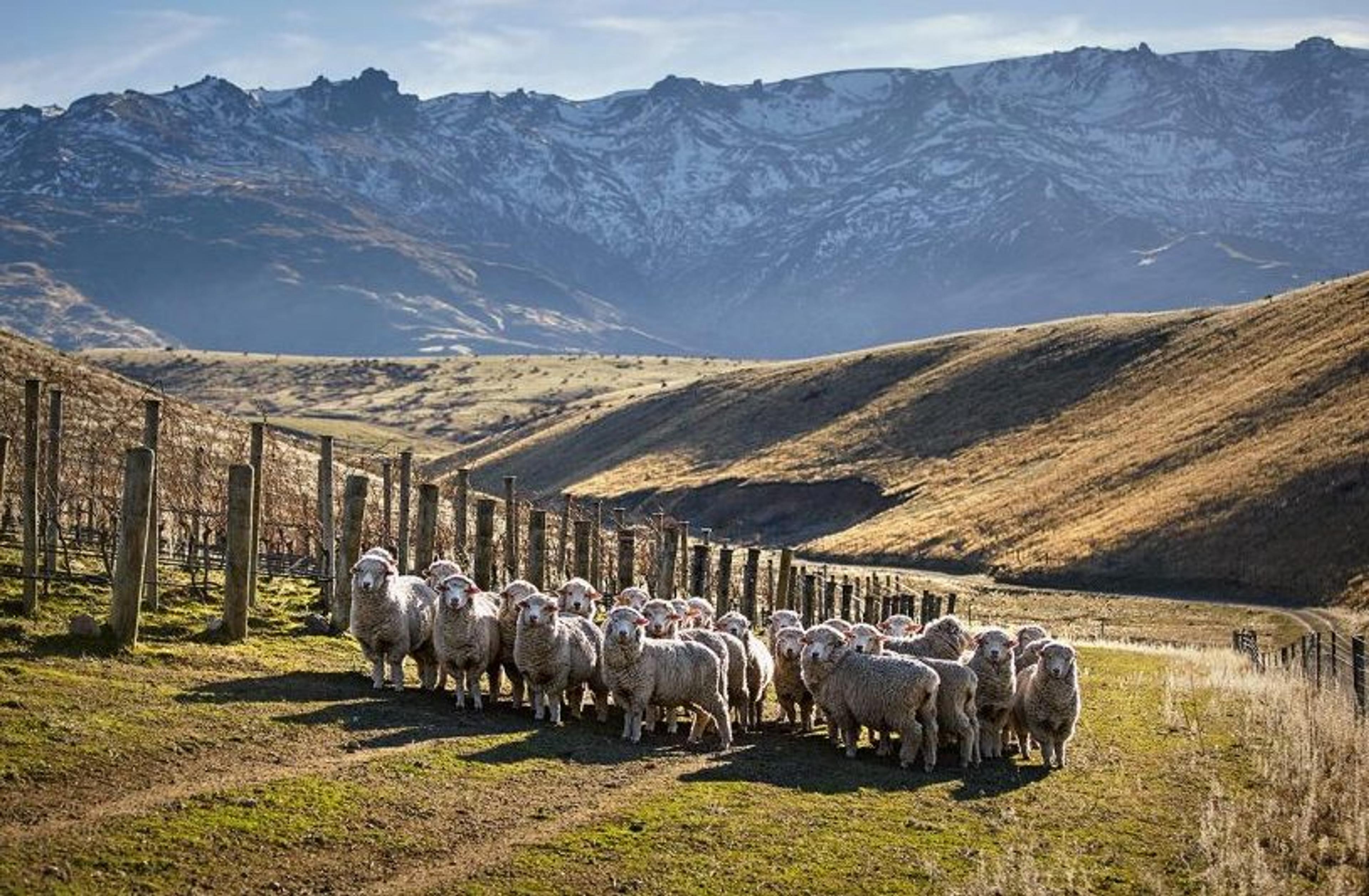 Where next for New Zealand as global demand increases?