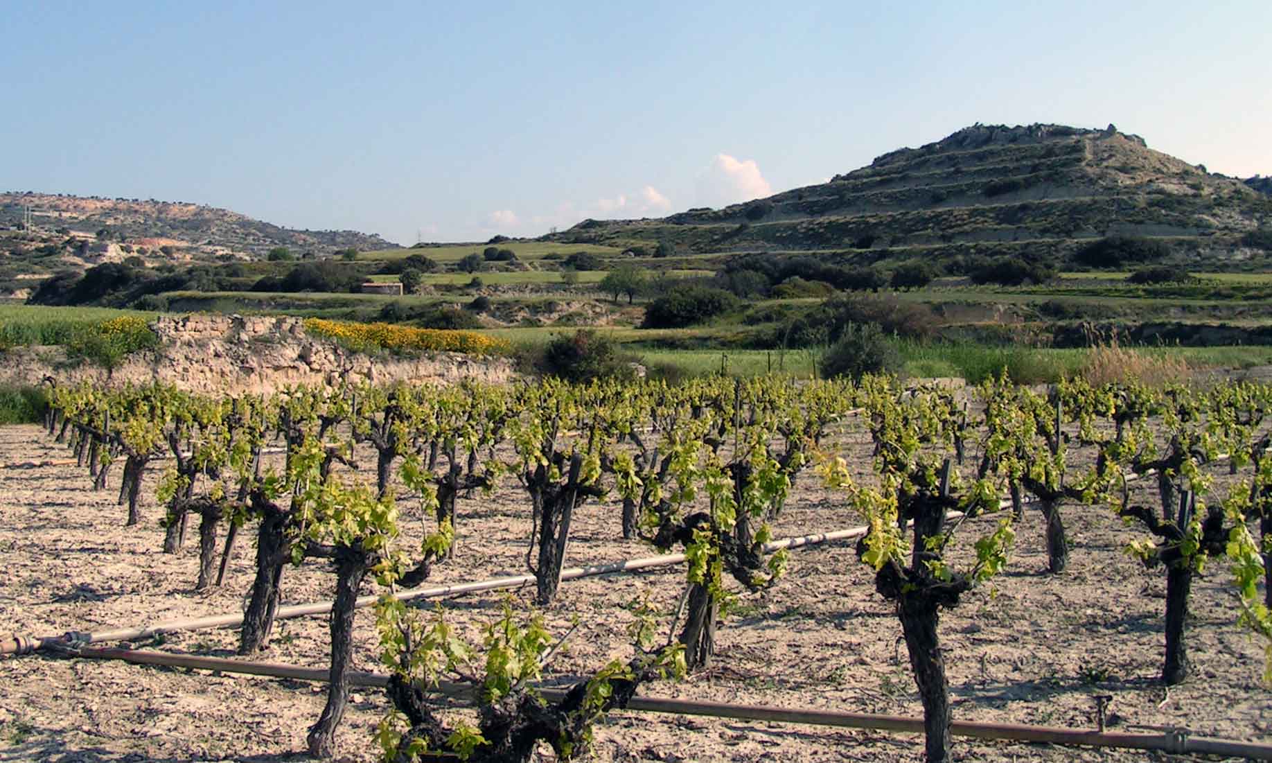 Buyer on the road: Why Cypriot wine can now be taken seriously 