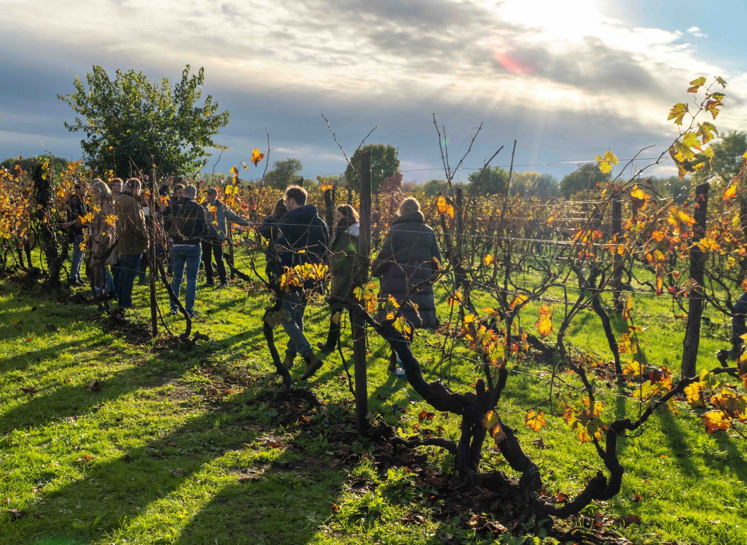 Old Vines field trip shows way forward for modern viticulture