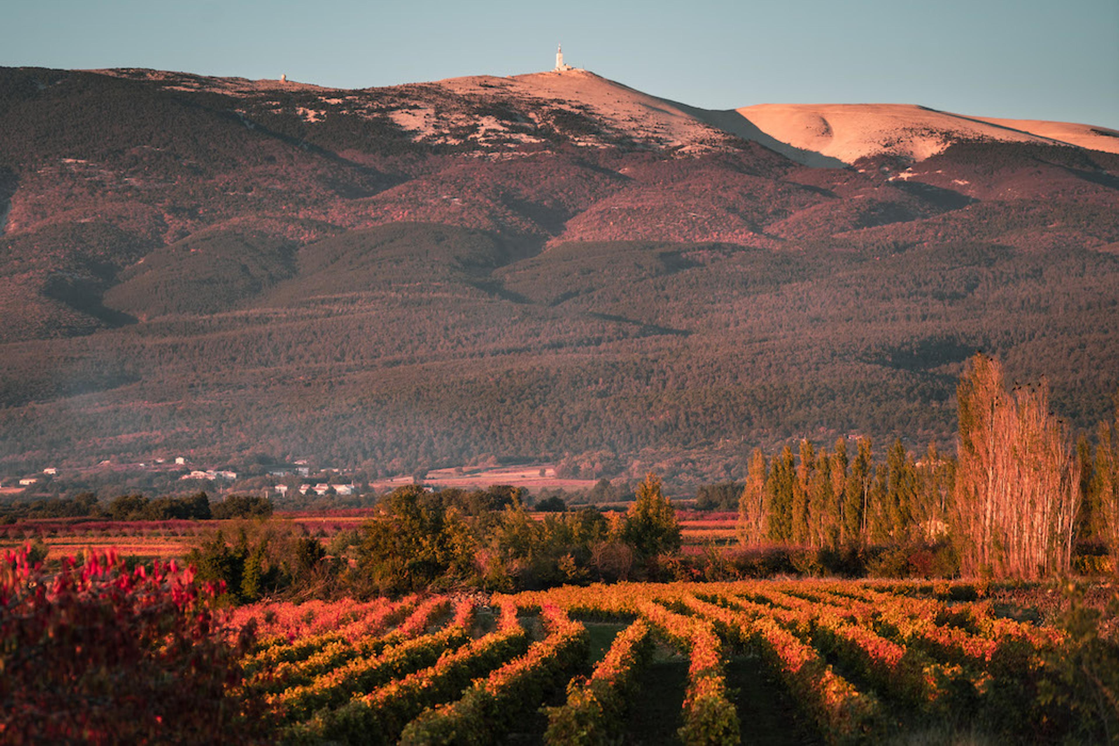 Discovering Ventoux AOC, rising star of the Southern Rhône