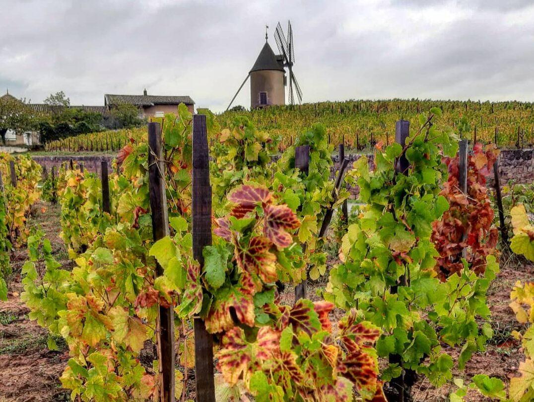 How Ch. des Jacques rekindled a love affair with Cru Beaujolais