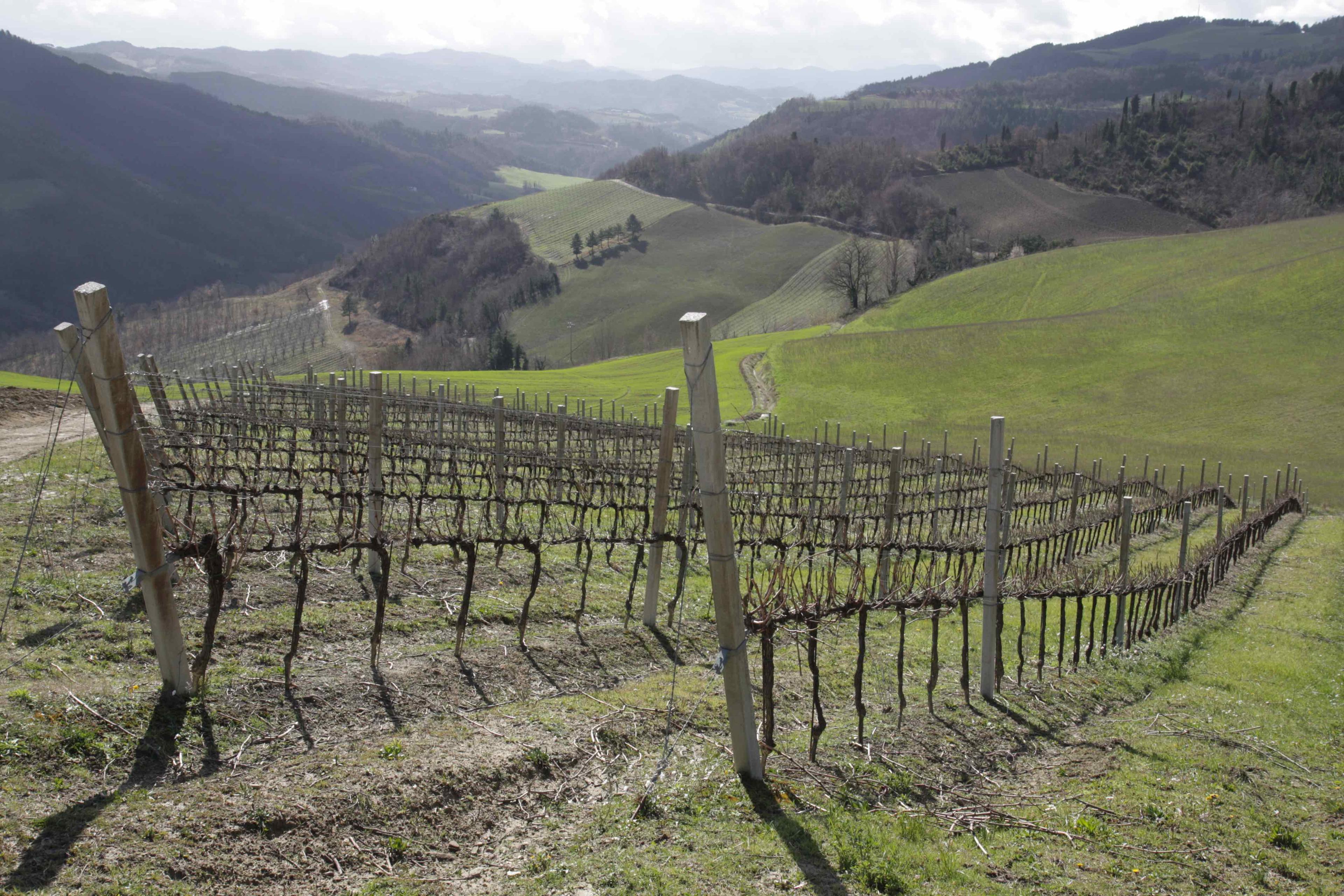 Stella dell’ Appennino celebrates Modigliana Sangiovese