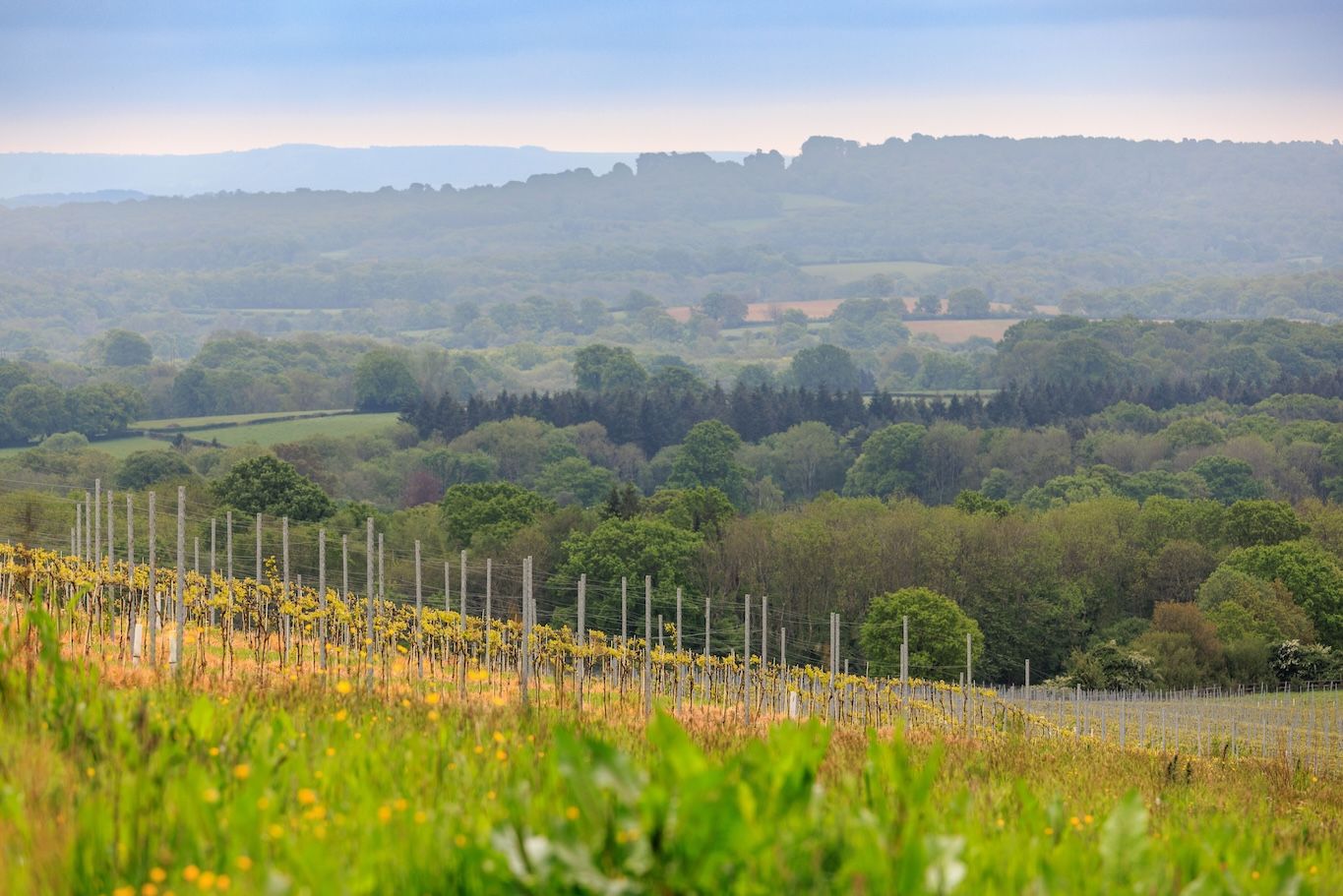 How Weyborne has become the new star of English sparkling wine