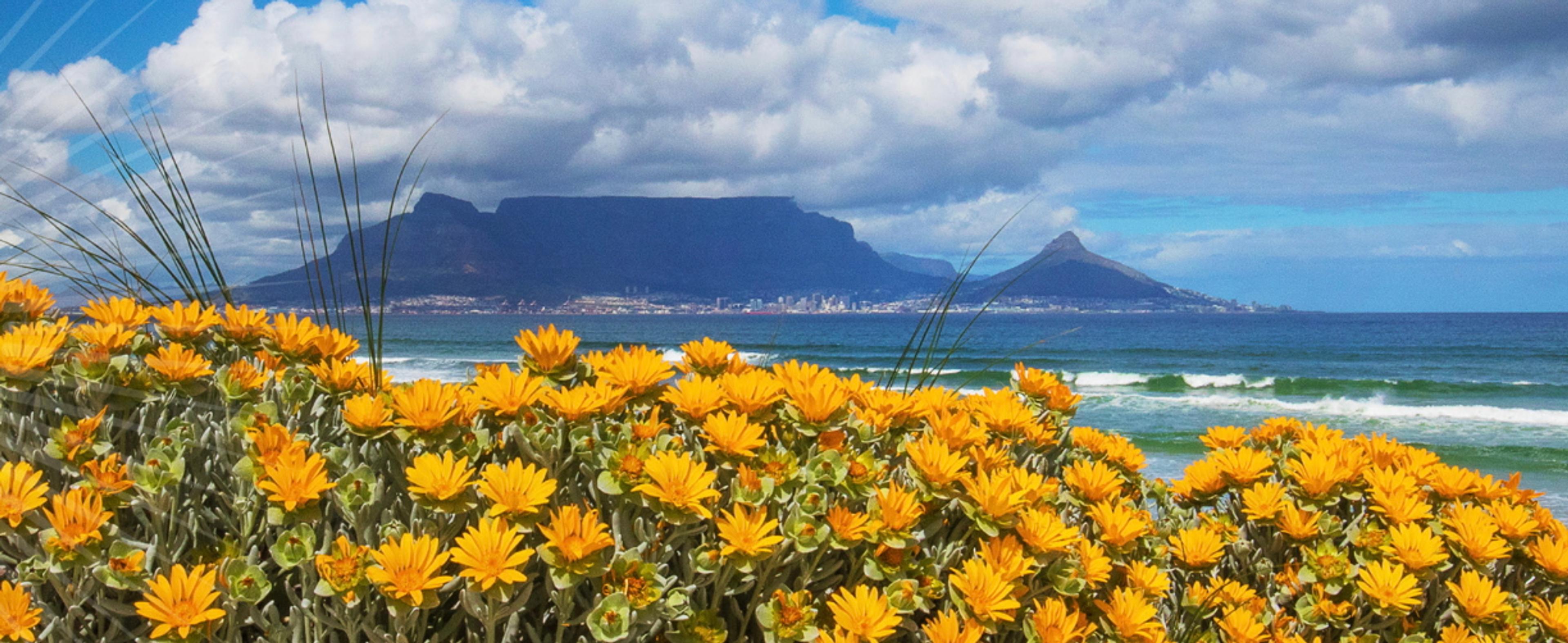 What to expect at Cape Wine and South Africa's showcase event 