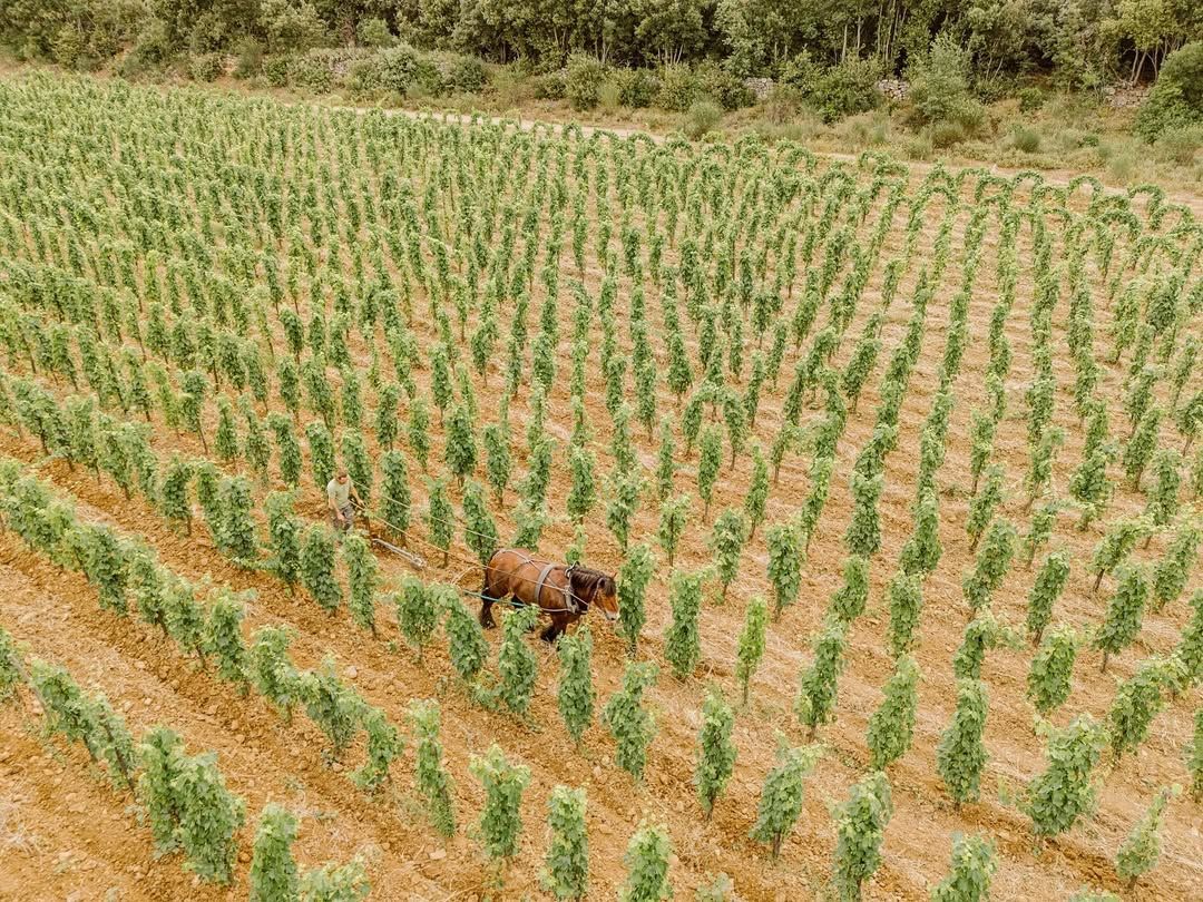 Conti Marone Cinzano's new Lot 1 and the pursuit of perfection