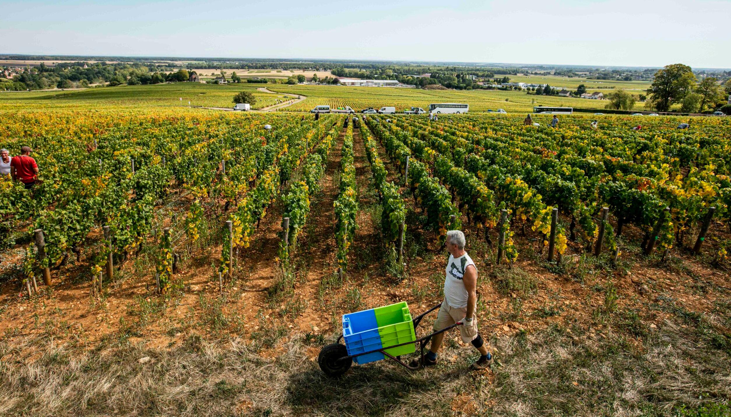 Bourgogne Cote d’Or & Louis Jadot: Bourgogne Hidden Gems