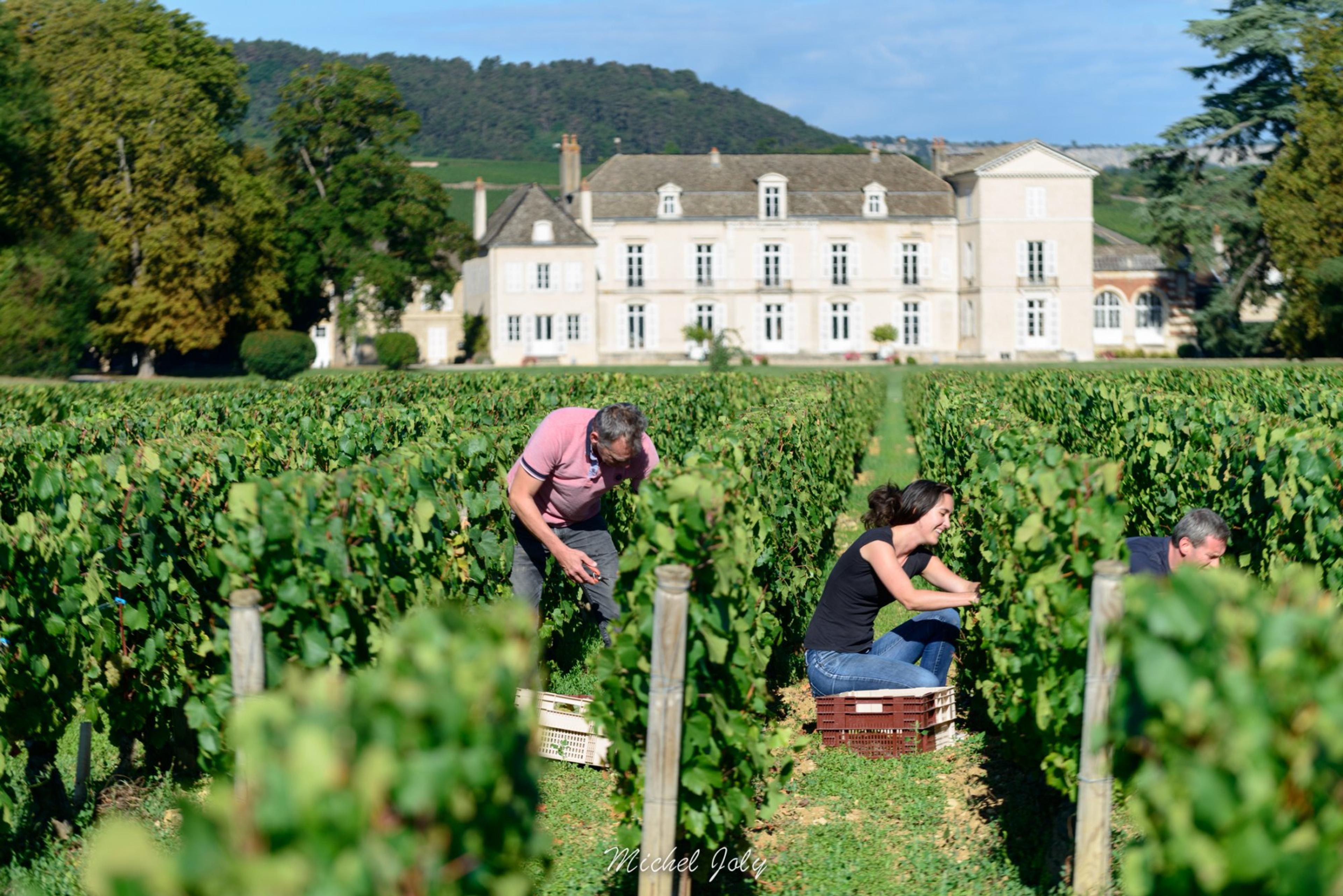 Alexander Stone revels in discovering Château Meursault