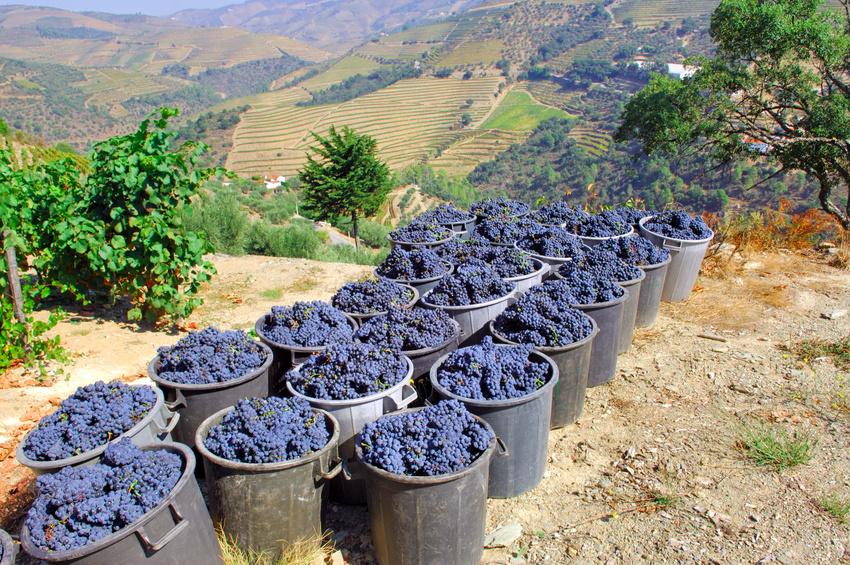 Harry Crowther gets his hands and feet dirty in the Douro Valley