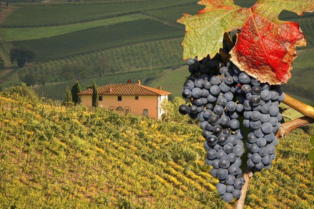 Should Italy focus on its unique varieties or terroirs?