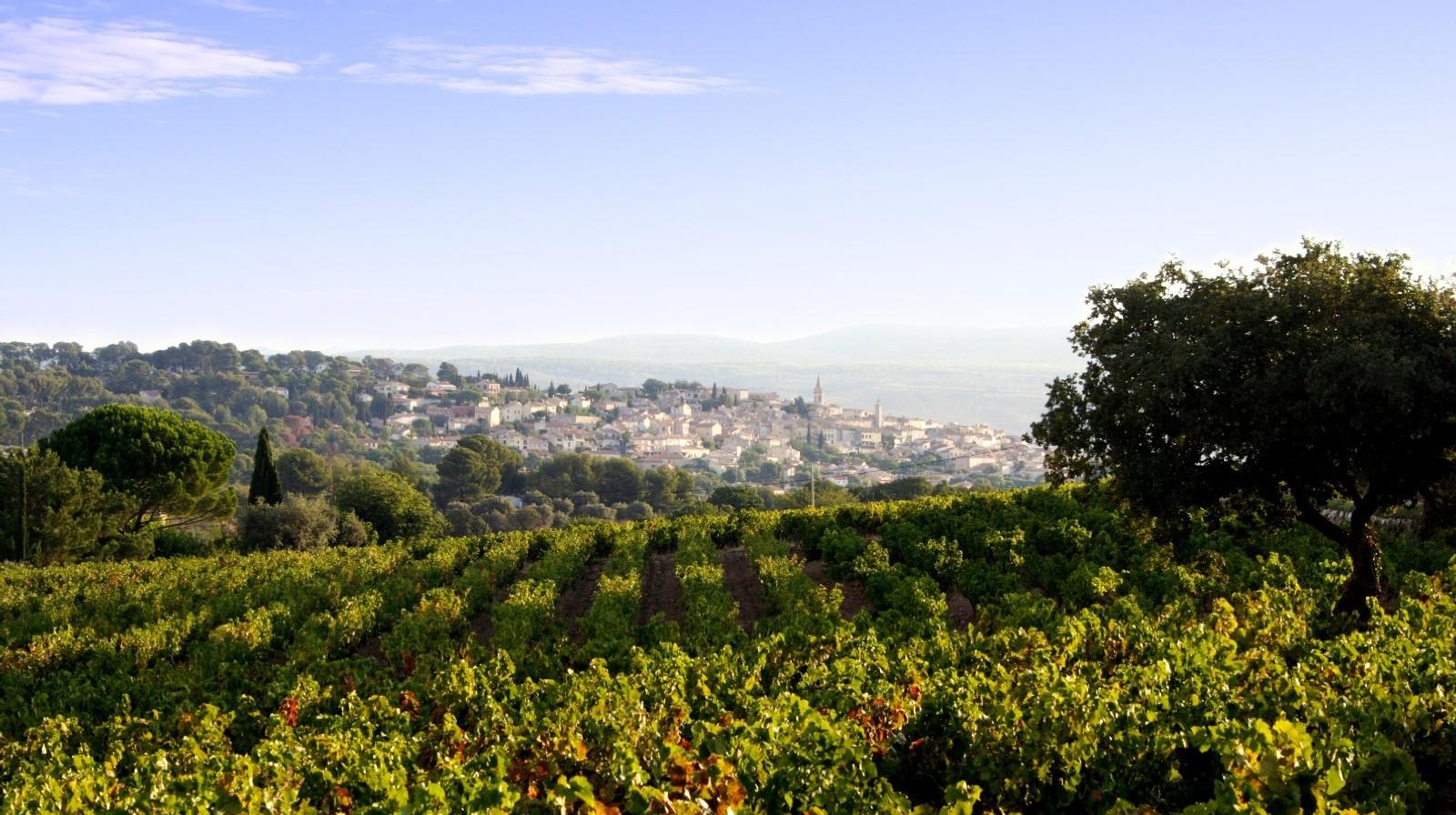 Elizabeth Gabay MW on the unique qualities of Bandol Rosé